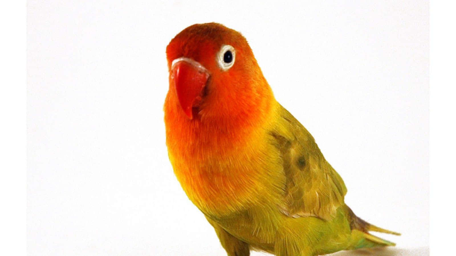 birds 桌布 壁紙 — 一隻充滿活力的愛情鳥，有著火橙色頭部和黃綠色身體，棲息在純白色背景上。