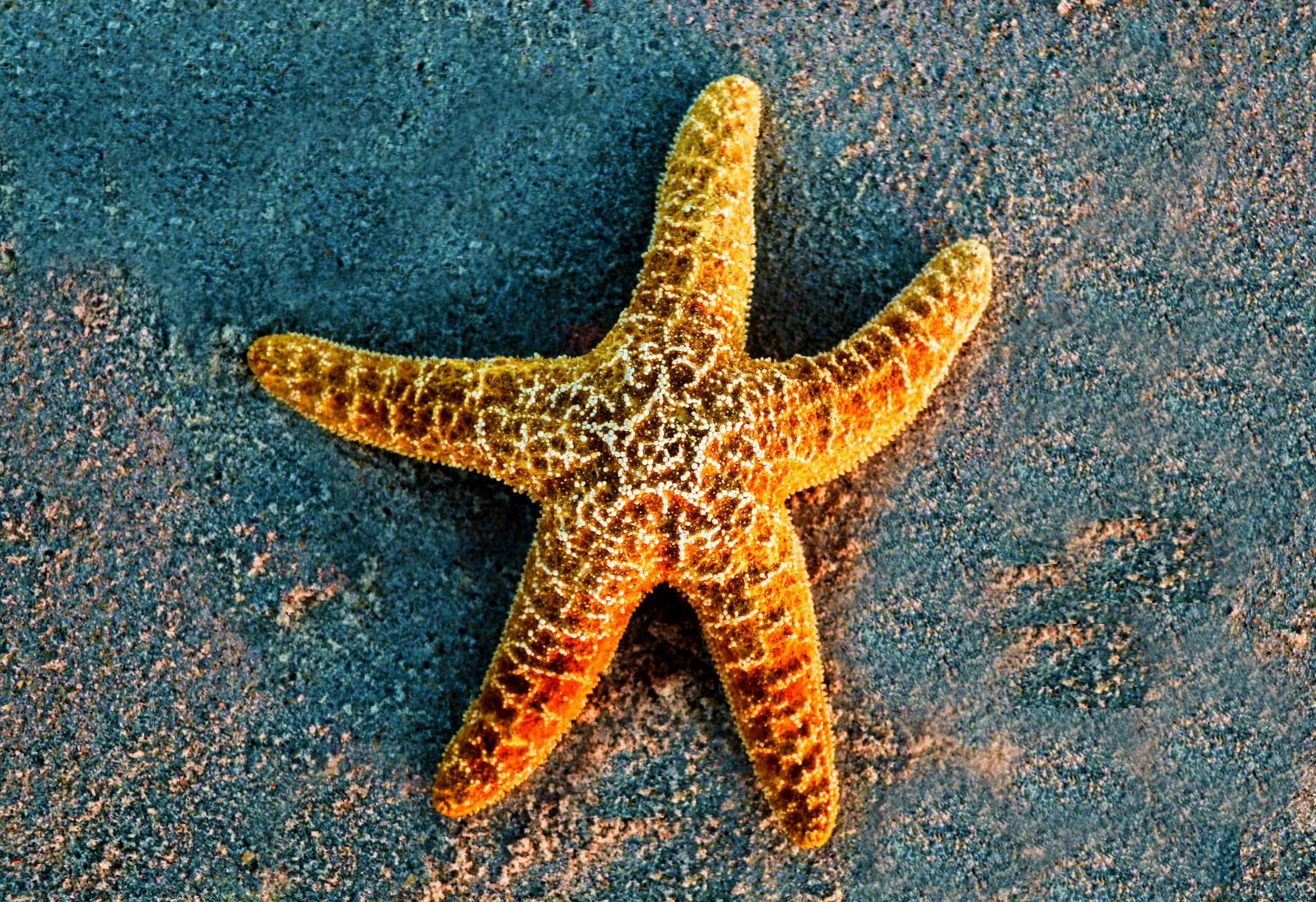 Starfish 桌布 壁紙 — 一隻充滿活力的橙色海星，帶有紋理的手臂，躺在清涼的藍色沙地上。
