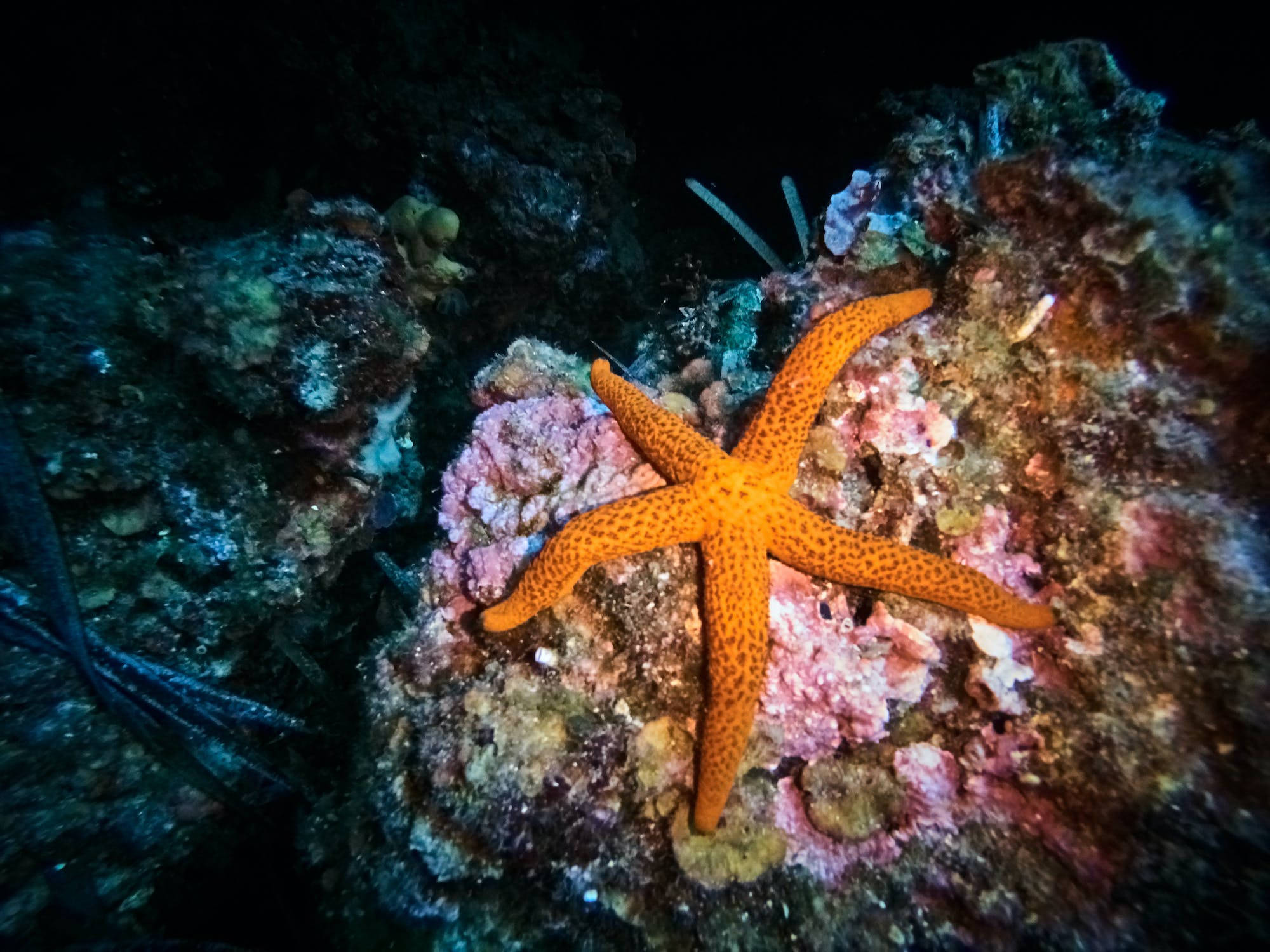 coral 桌布 壁紙 — 一隻充滿活力的橙色海星，帶有紋理的手臂，在深海黑暗中緊貼著色彩繽紛的珊瑚礁。