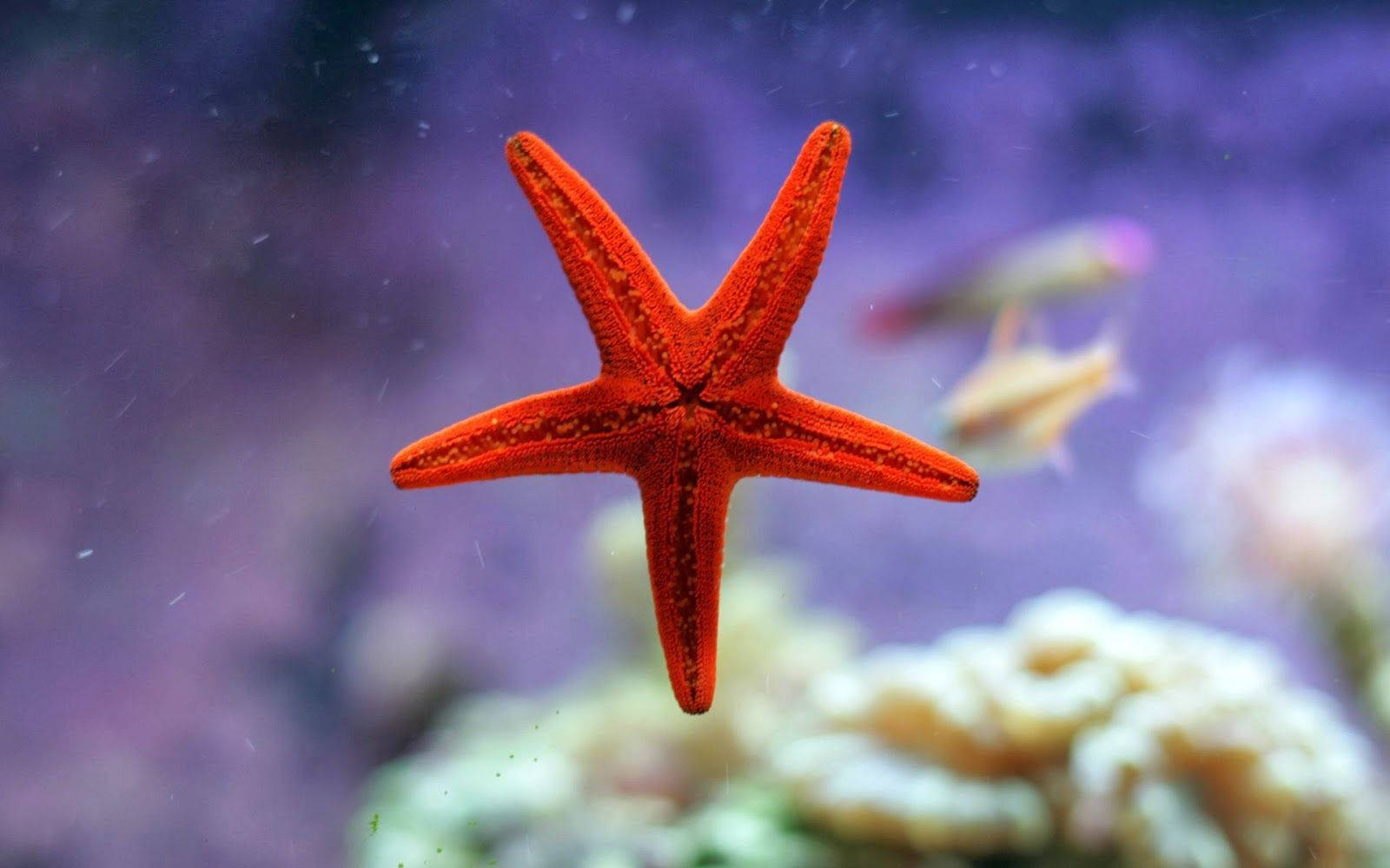 Red Star 桌布 壁紙 — 一隻充滿活力的橙色海星在清澈的水中優雅地漂浮在珊瑚上方，背景有模糊的魚在游動。