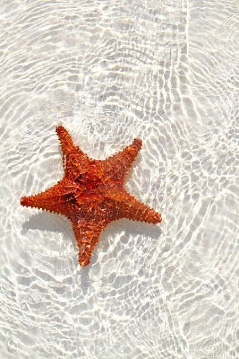 Starfish Free 桌布 壁紙 — 一隻充滿活力的橙色海星在陽光普照的沙灘上，於清澈蕩漾的水面下休息。