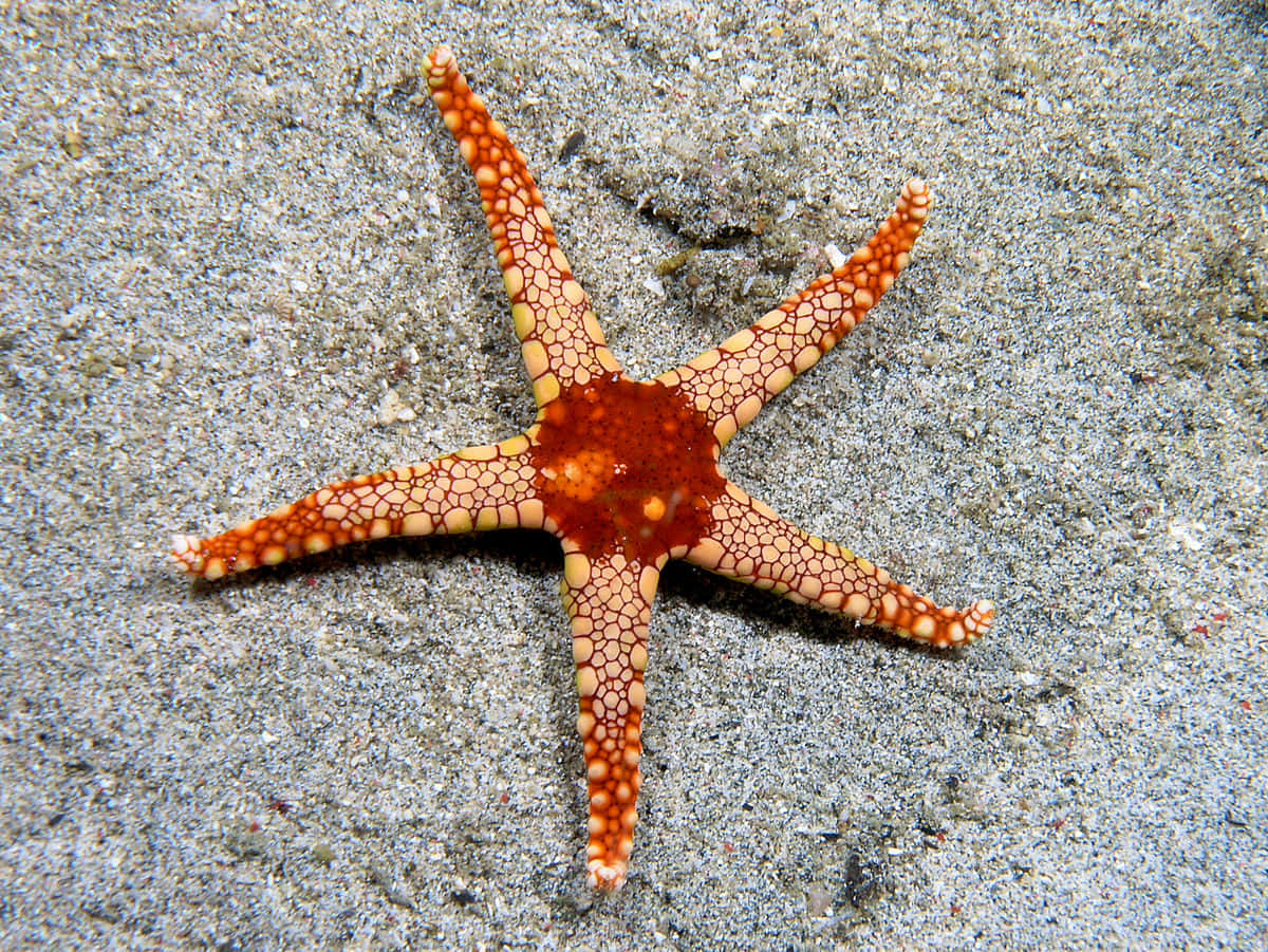 Starfish 桌布 壁紙 — 一隻充滿活力的橙色海星帶有黃色斑點，躺在質感豐富的沙質海底上。