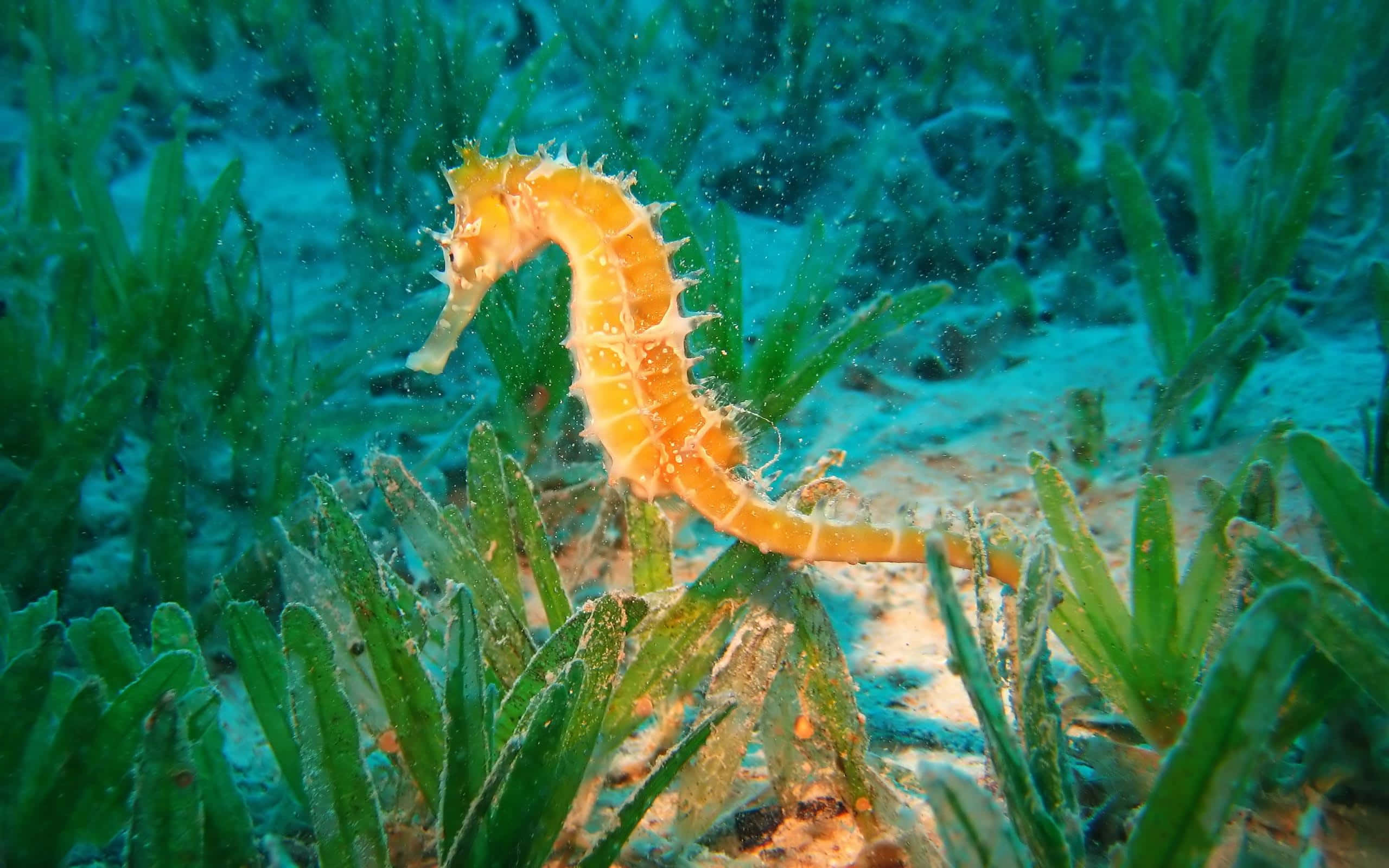 Underwater Ocean 桌布 壁紙 — 一隻充滿活力的橙色海馬在清澈的碧綠海水中，優雅地在茂密的綠色海草間游動。