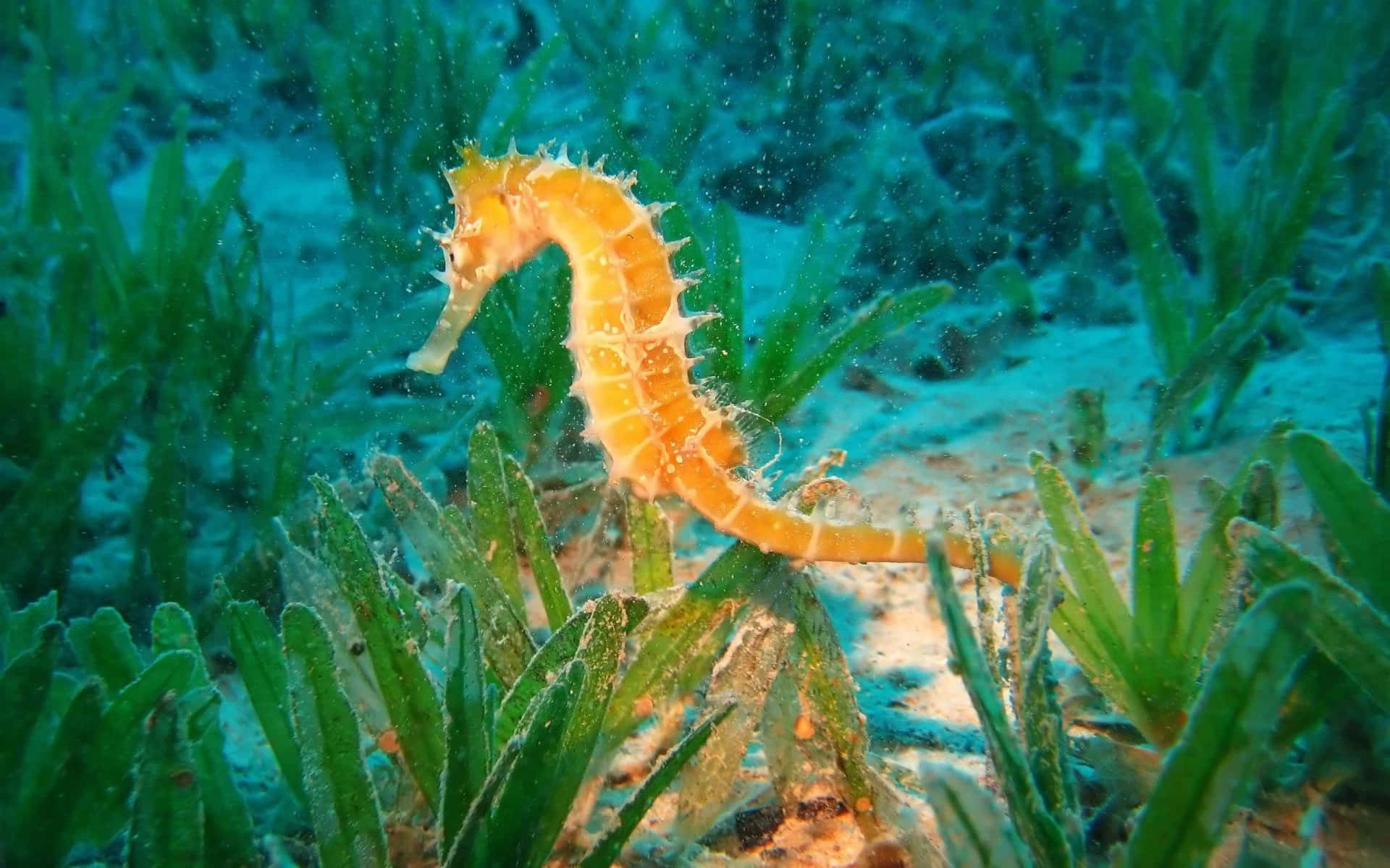 海馬 桌布 壁紙 — 一隻充滿活力的橙色海馬在清澈的碧綠海水中的茂密綠色海草間優雅地游動。