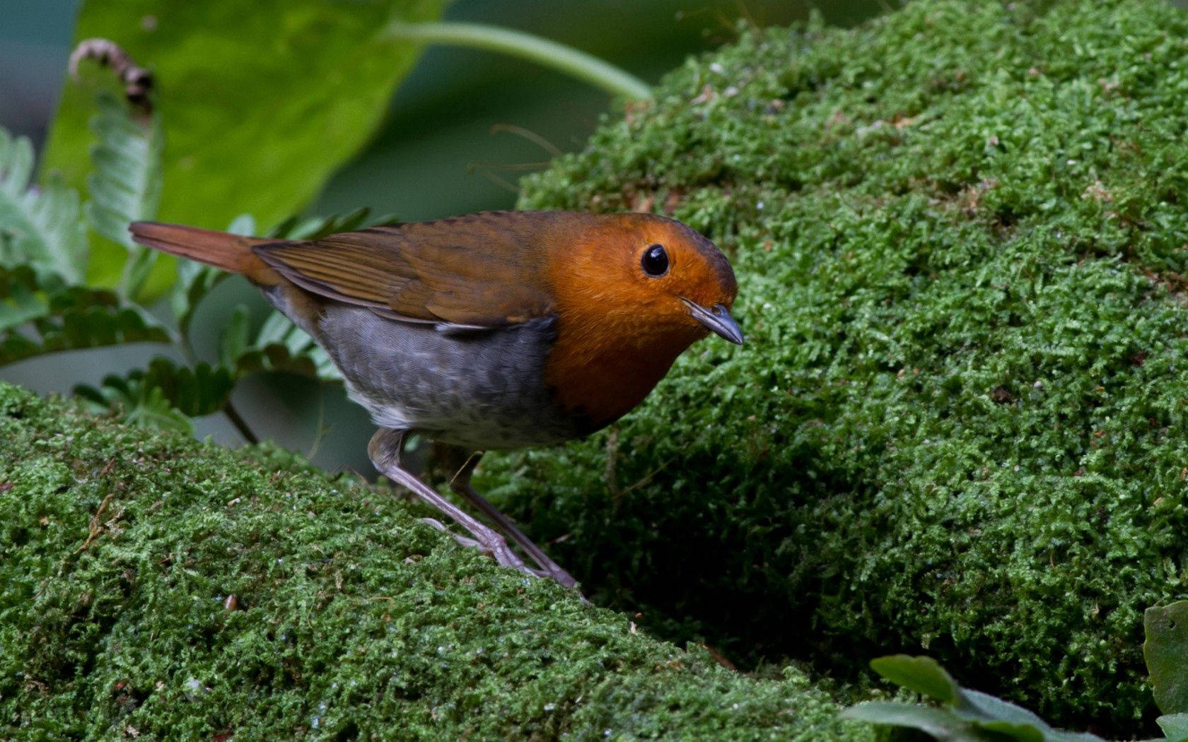 birds 桌布 壁紙 — 一隻充滿活力的橙色胸部鳥兒警覺地棲息在潮濕森林環境中蕨類植物間茂密的綠色苔蘚上。