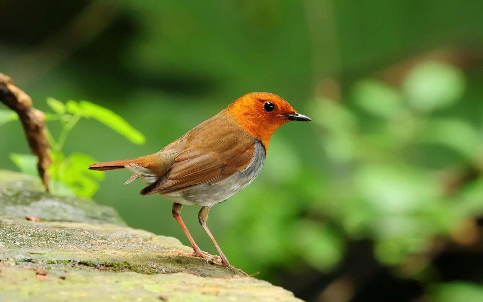 Cute Bird 桌布 壁紙 — 一隻充滿活力的橙色胸部鳥警覺地棲息在長滿苔蘚的石頭上，周圍是茂密的綠色樹葉。