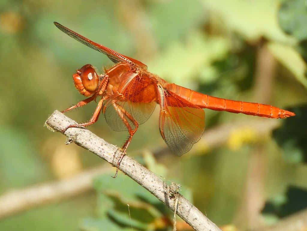 Red Dragonfly 桌布 壁紙 — 一隻充滿活力的橙色蜻蜓輕輕停在一根有紋理的小樹枝上，背景是柔和的綠色樹葉。