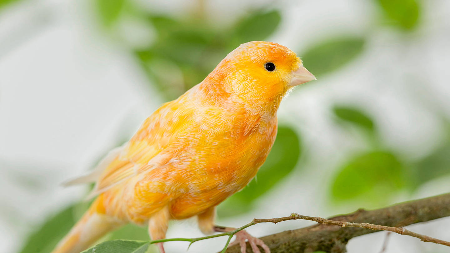 Yellow Bird 桌布 壁紙 — 一隻充滿活力的橙色金絲雀優雅地棲息在樹枝上，背景是柔和模糊的綠色和白色。