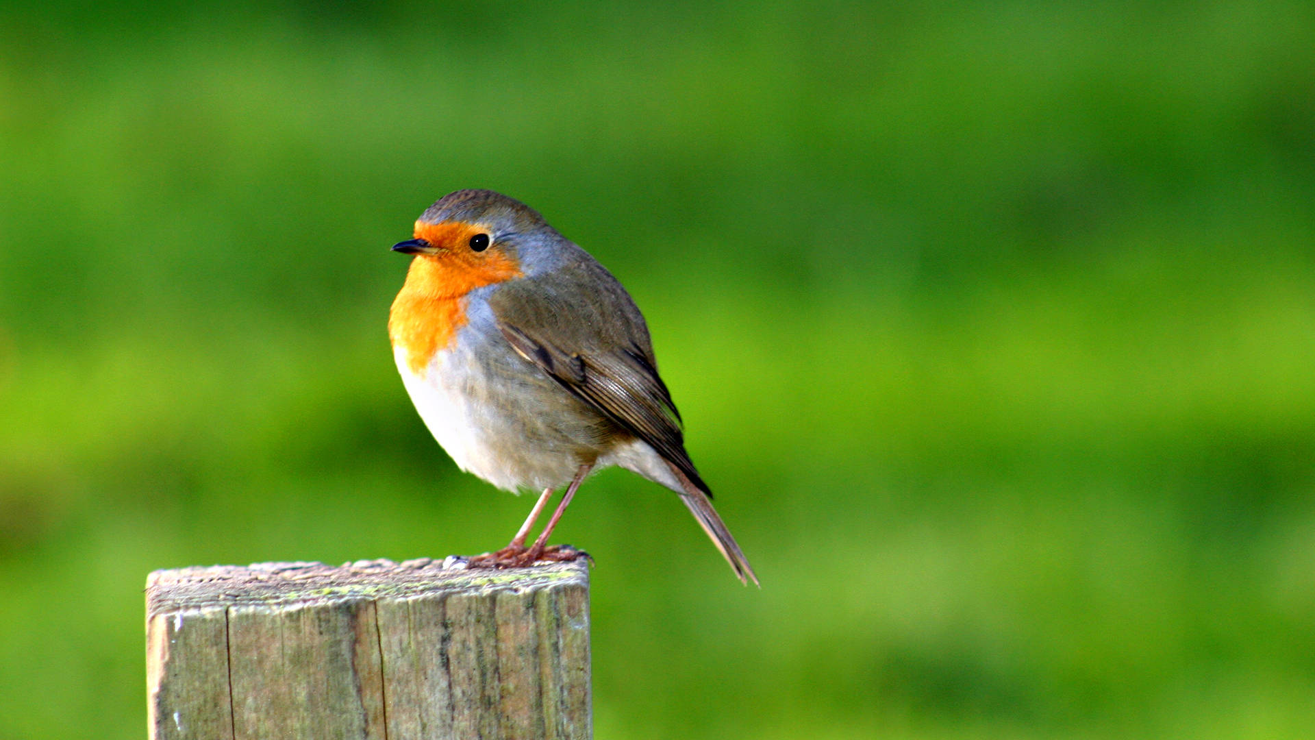 鳥 桌布 壁紙 — 一隻充滿活力的歐洲知更鳥警覺地棲息在風化的木柱上，背景是茂密的綠色模糊背景。