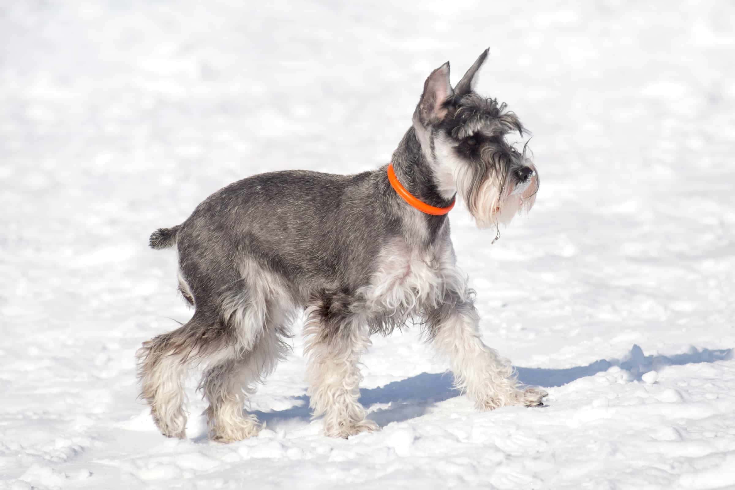 Schnauzer 桌布 壁紙 — 一隻充滿活力的灰白色雪納瑞，戴著橙色項圈，在晴朗的天空下穿過明亮的雪地。