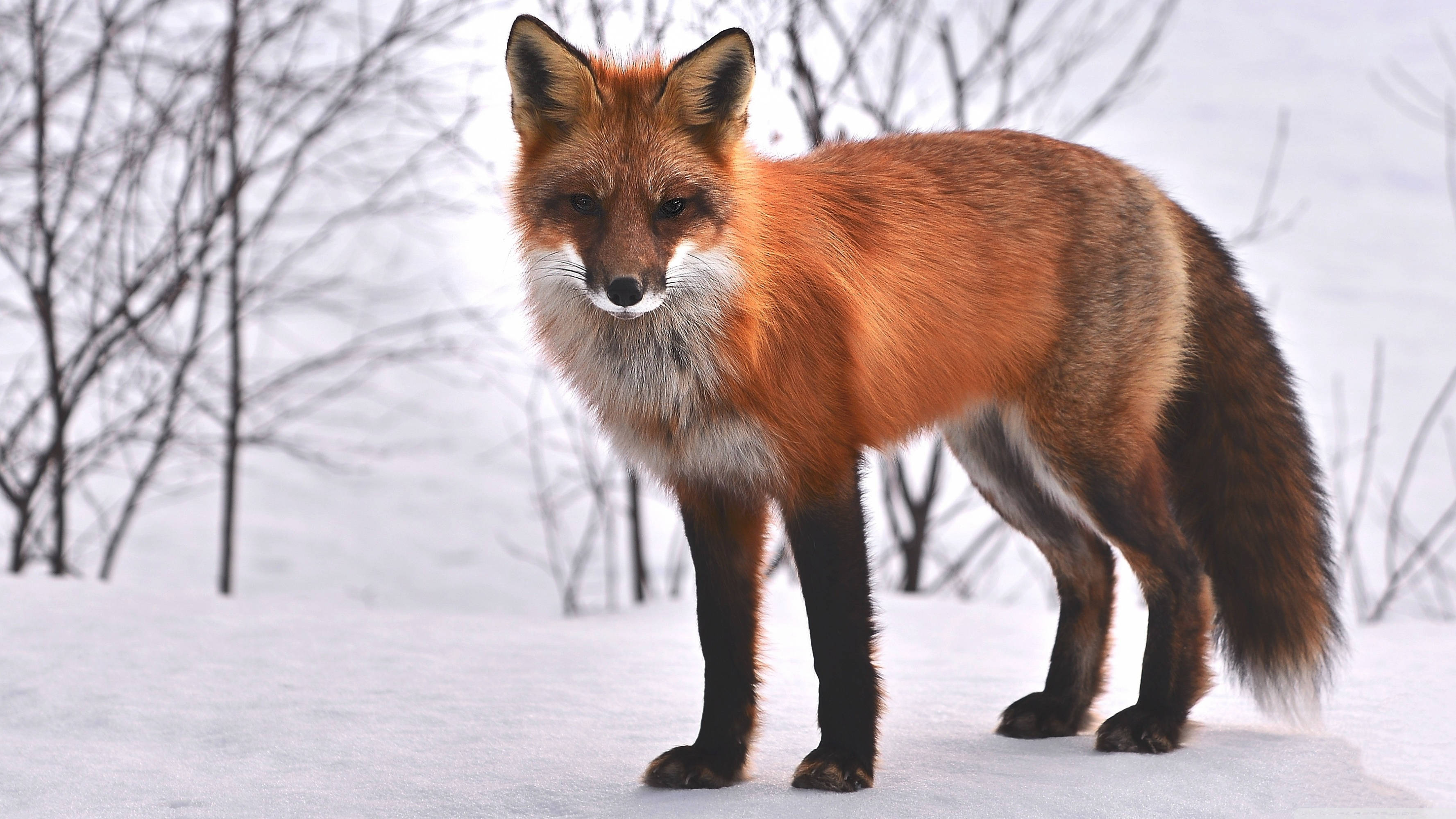 red fox 桌布 壁紙 — 一隻充滿活力的紅狐在深雪中警覺地站立，背後是光禿禿的冬季樹木。