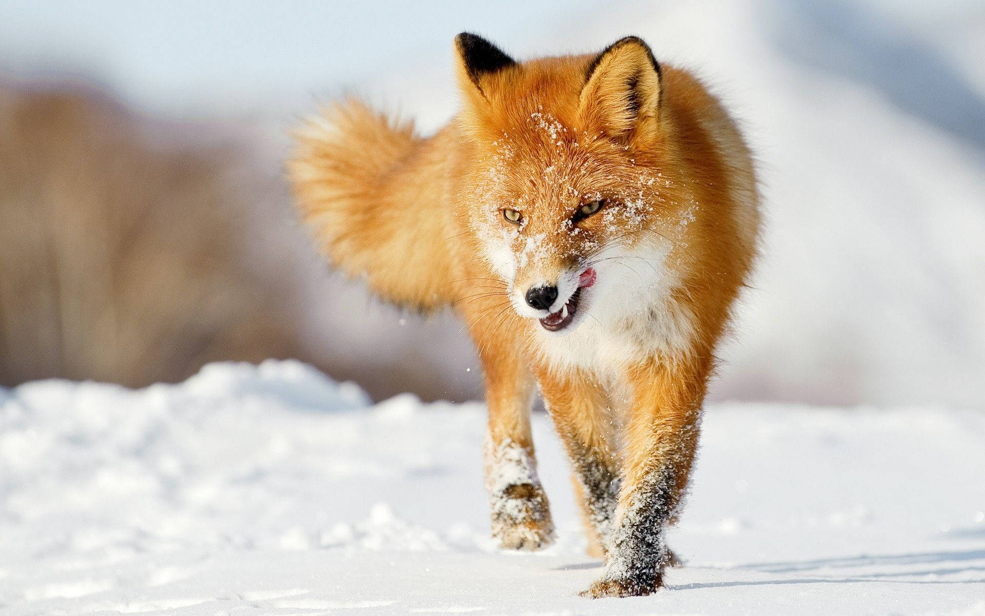 動物星球 桌布 壁紙 — 一隻充滿活力的紅狐自信地走過厚厚的積雪，雪花灑落在牠的皮毛上，背景是模糊的冬季森林。