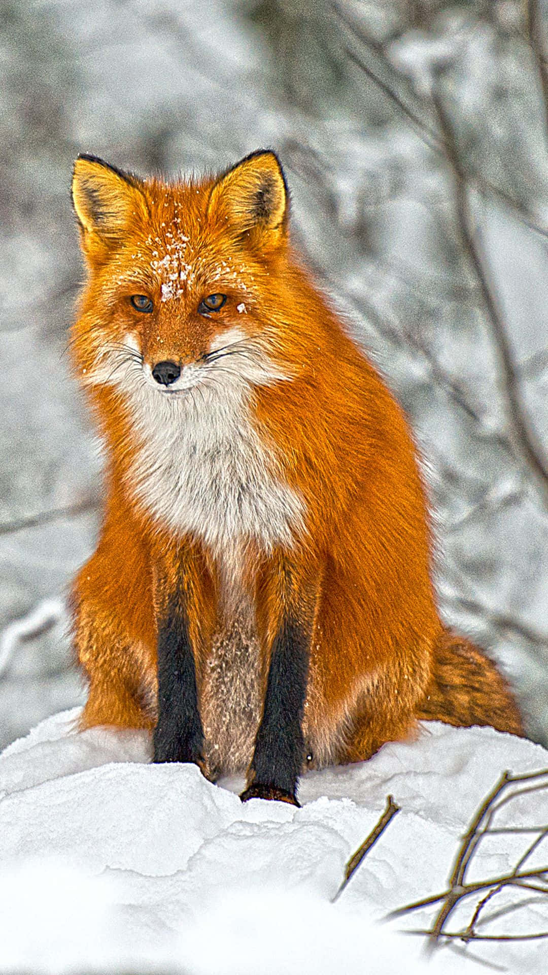 Cool Fox 桌布 壁紙 — 一隻充滿活力的紅狐警覺地坐在深雪中，皮毛上結著霜，背景是模糊的冬季樹枝。