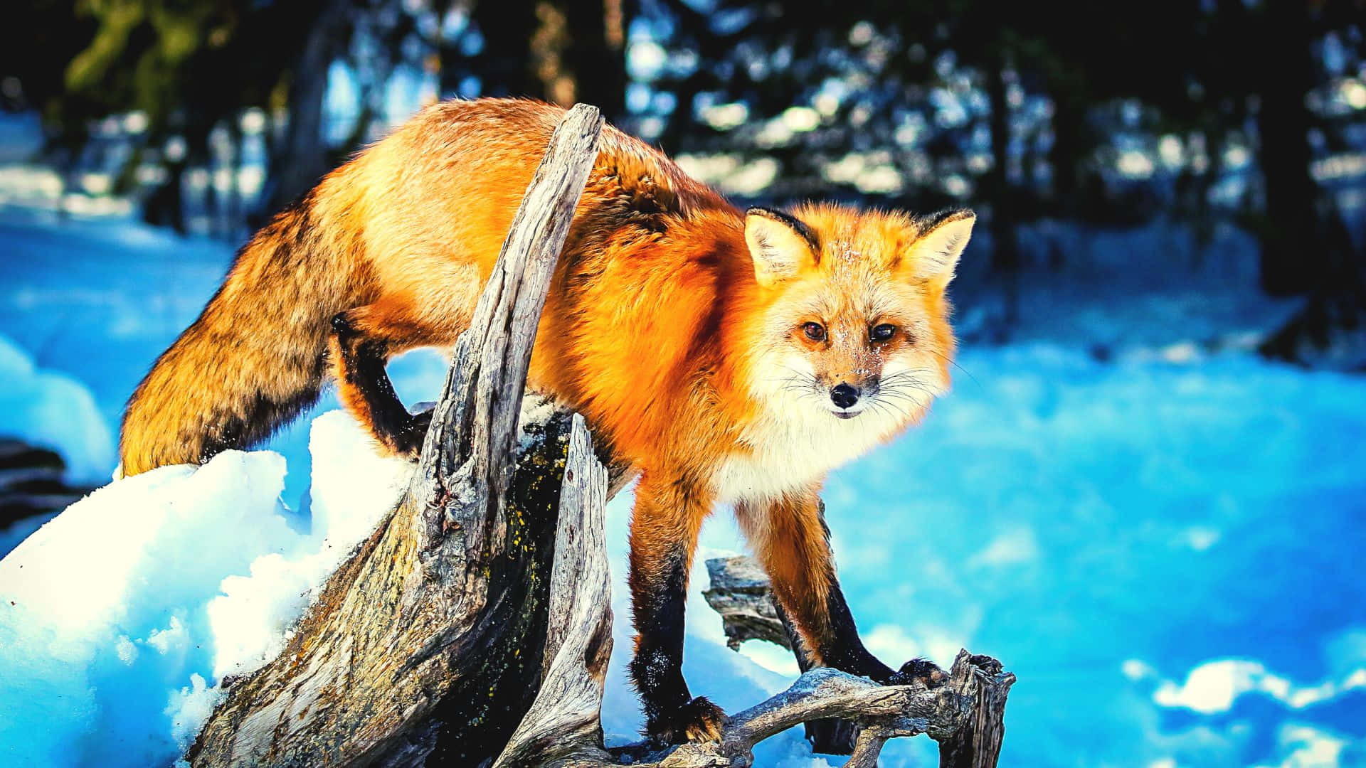 Cool Fox 桌布 壁紙 — 一隻充滿活力的紅狐警覺地棲息在白雪覆蓋的樹樁上，身處明亮的冬季森林中。