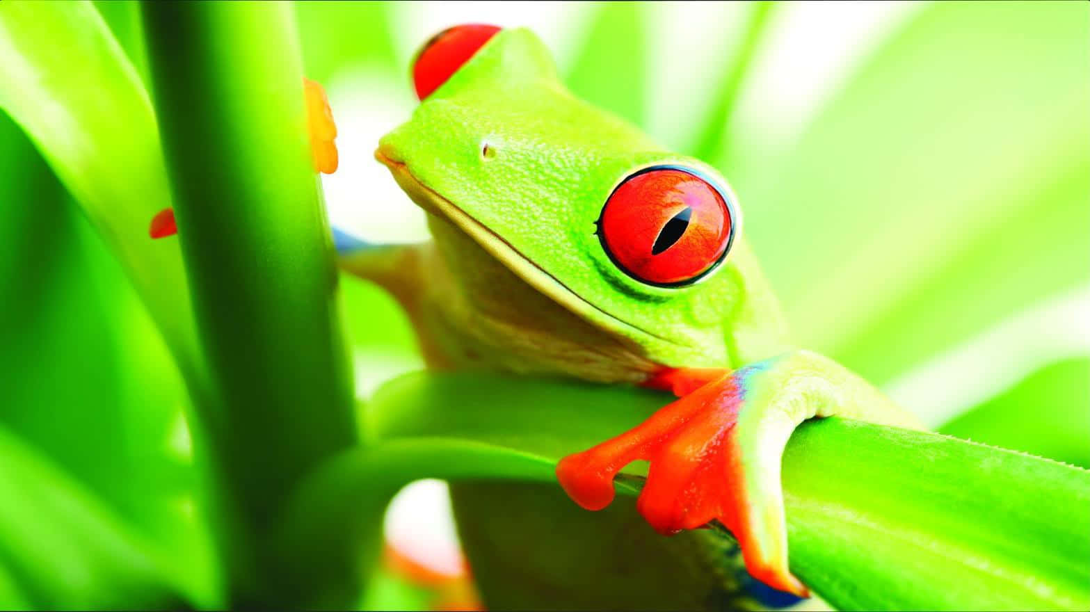Frog 桌布 壁紙 — 一隻充滿活力的紅眼樹蛙，用鮮豔的橙色腳掌和引人注目的紅色眼睛，緊緊抓住一片茂盛的綠葉。