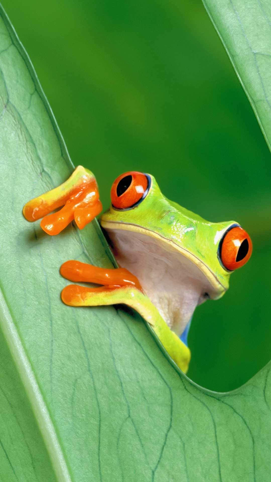 Aesthetic Frog 桌布 壁紙 — 一隻充滿活力的紅眼樹蛙從茂密的綠葉後面好奇地探出頭來，露出鮮豔的橙色腳趾。