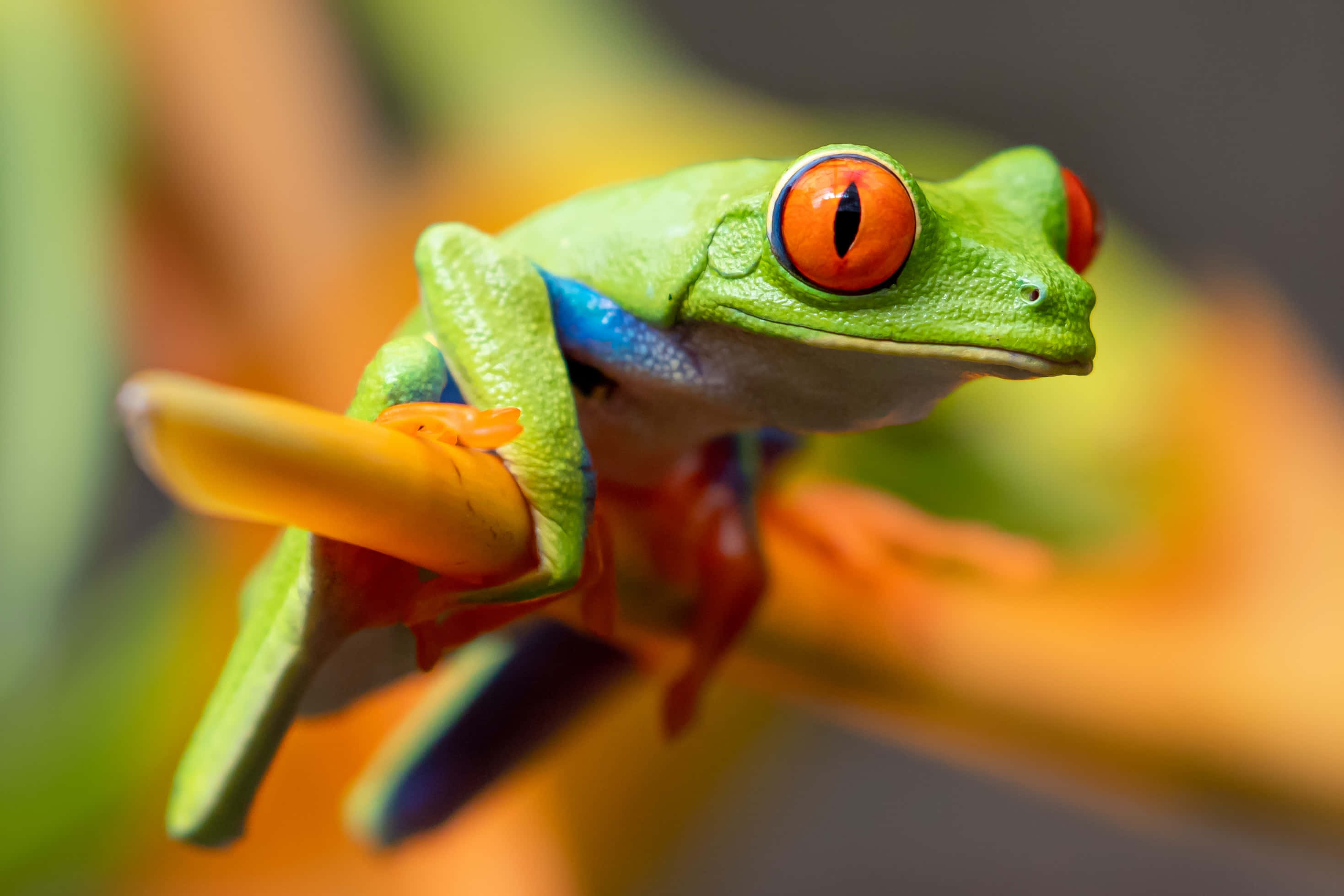 Frog 桌布 壁紙 — 一隻充滿活力的紅眼樹蛙緊貼在鮮橙色花瓣上，擁有鮮綠色皮膚和藍色點綴。