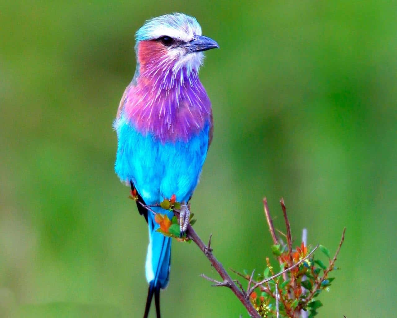 Cute Bird 桌布 壁紙 — 一隻充滿活力的紫丁香色和藍綠色佛法僧鳥警覺地棲息在多刺的樹枝上，背景是柔和的綠色模糊背景。