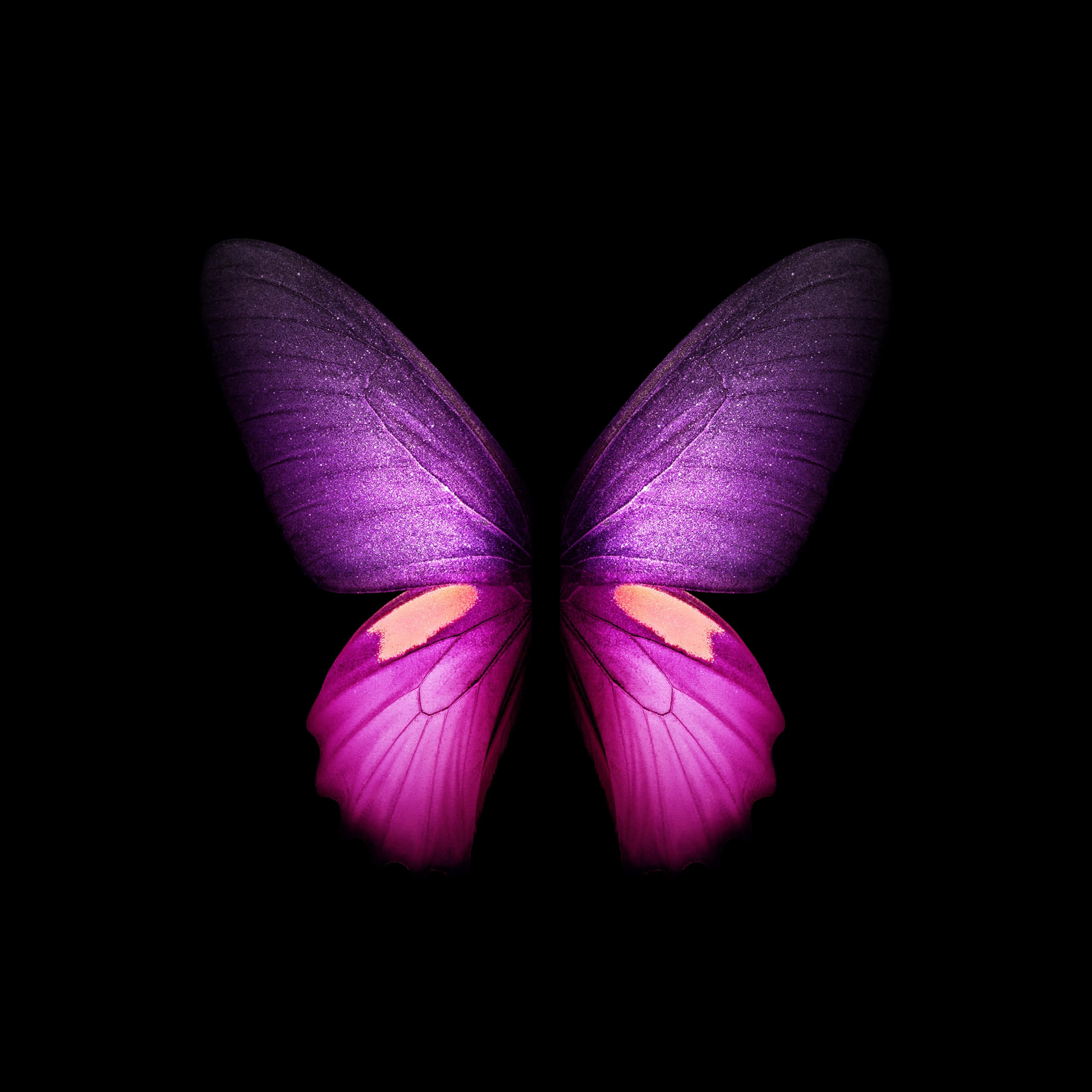Purple Butterfly iPhone 桌布 壁紙 — 一隻充滿活力的紫粉色蝴蝶，翅膀發光，在純黑色背景下脫穎而出。