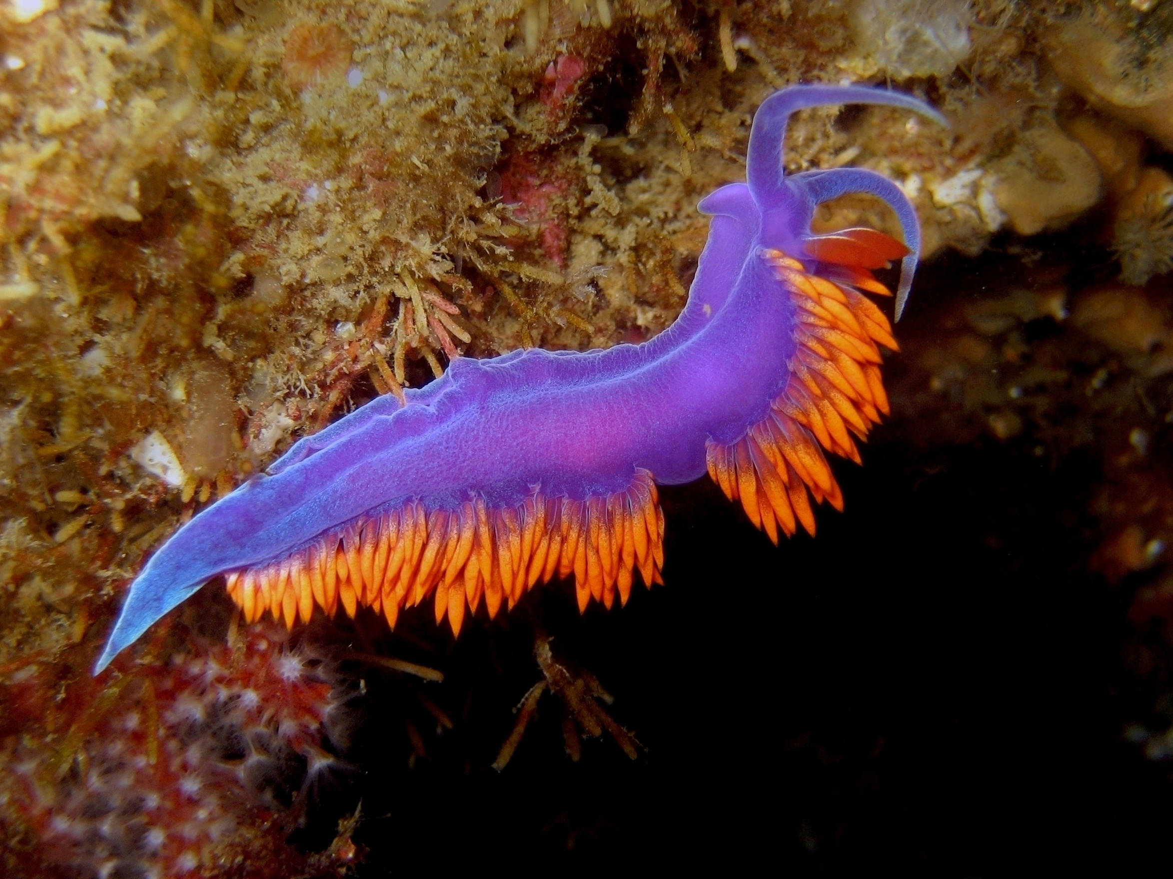 sea slug 桌布 壁紙 — 一隻充滿活力的紫色和橙色海蛞蝓在深海水域中，優雅地滑過紋理豐富的珊瑚礁。
