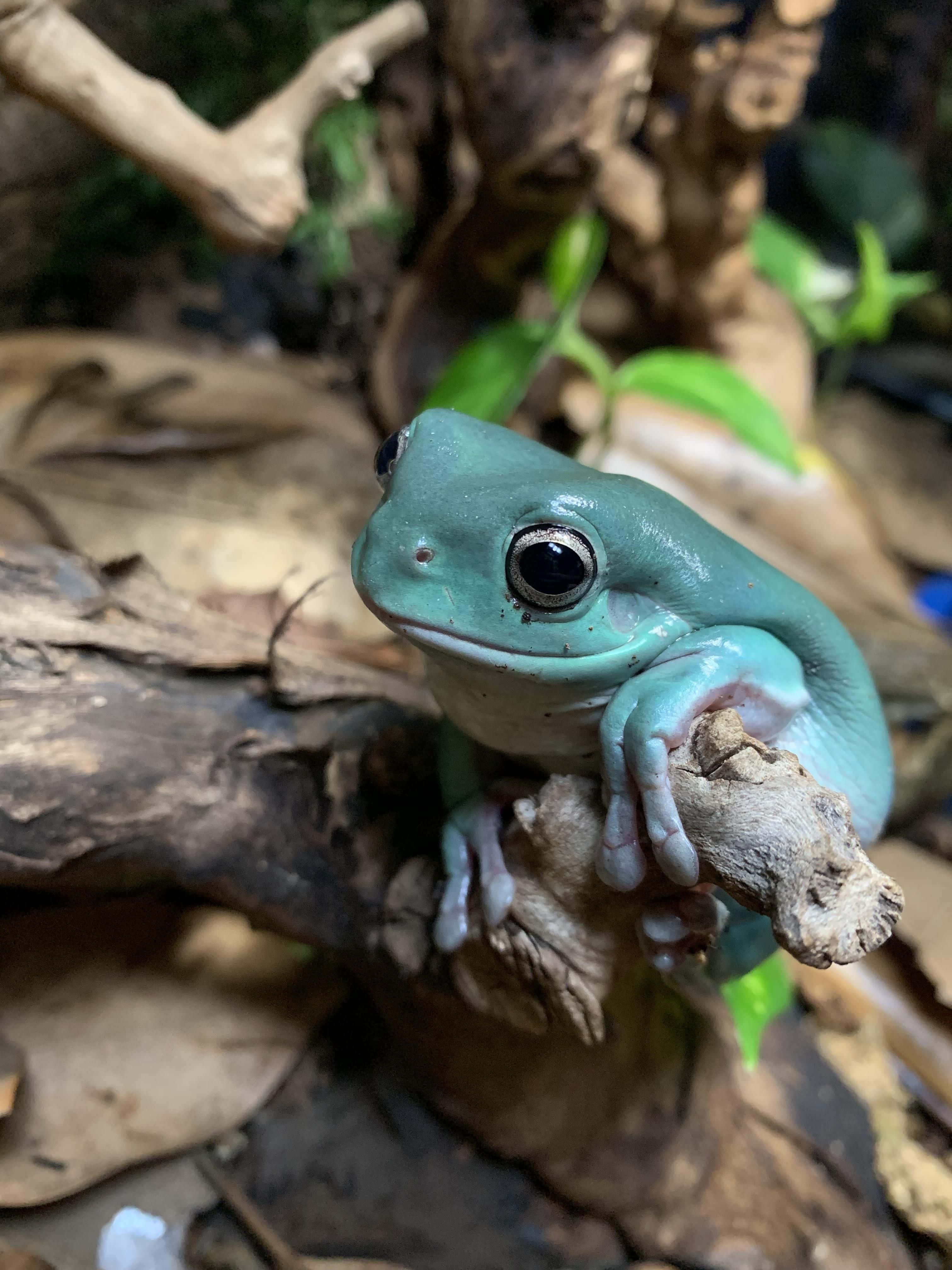 Frog 桌布 壁紙 — 一隻充滿活力的綠松石樹蛙警覺地棲息在長滿苔蘚的樹枝上，周圍是落葉和綠色植物。