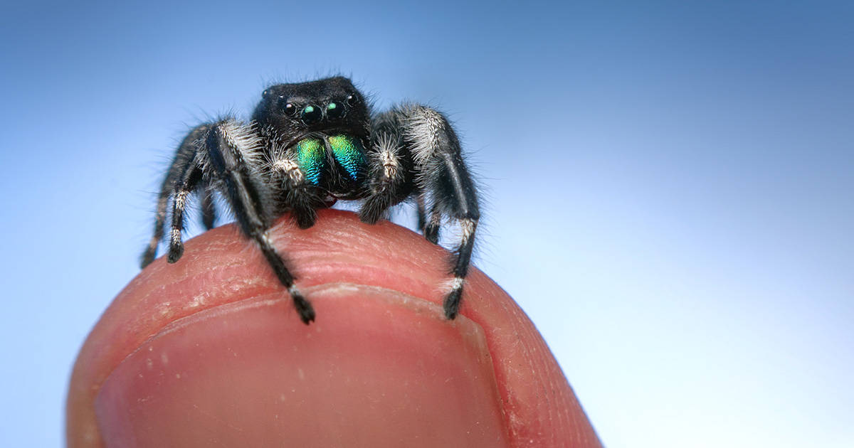 Spider 桌布 壁紙 — 一隻充滿活力的綠眼跳蛛，輕輕地停歇在人類指尖上，背景是柔和的藍色漸層。