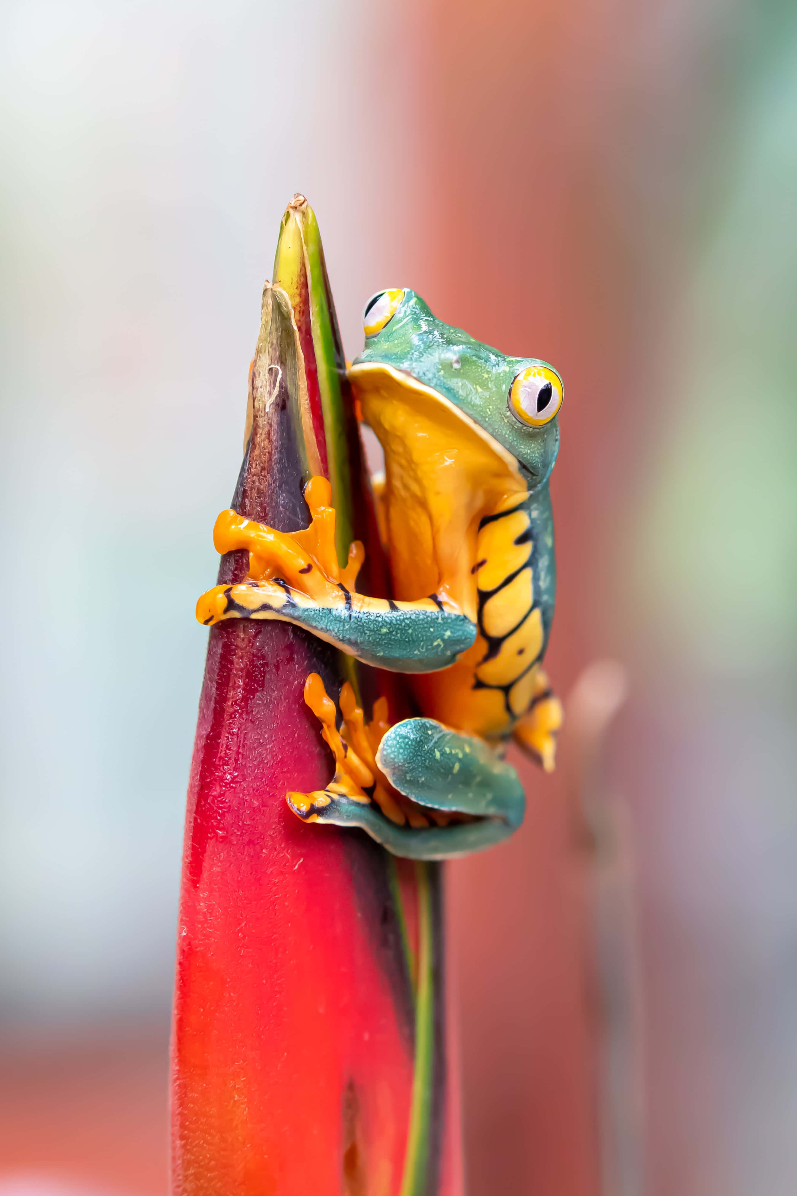 Frog 桌布 壁紙 — 一隻充滿活力的綠色和橙色樹蛙，緊抓著一個鮮紅色熱帶花蕾，有著引人注目的黃色眼睛。
