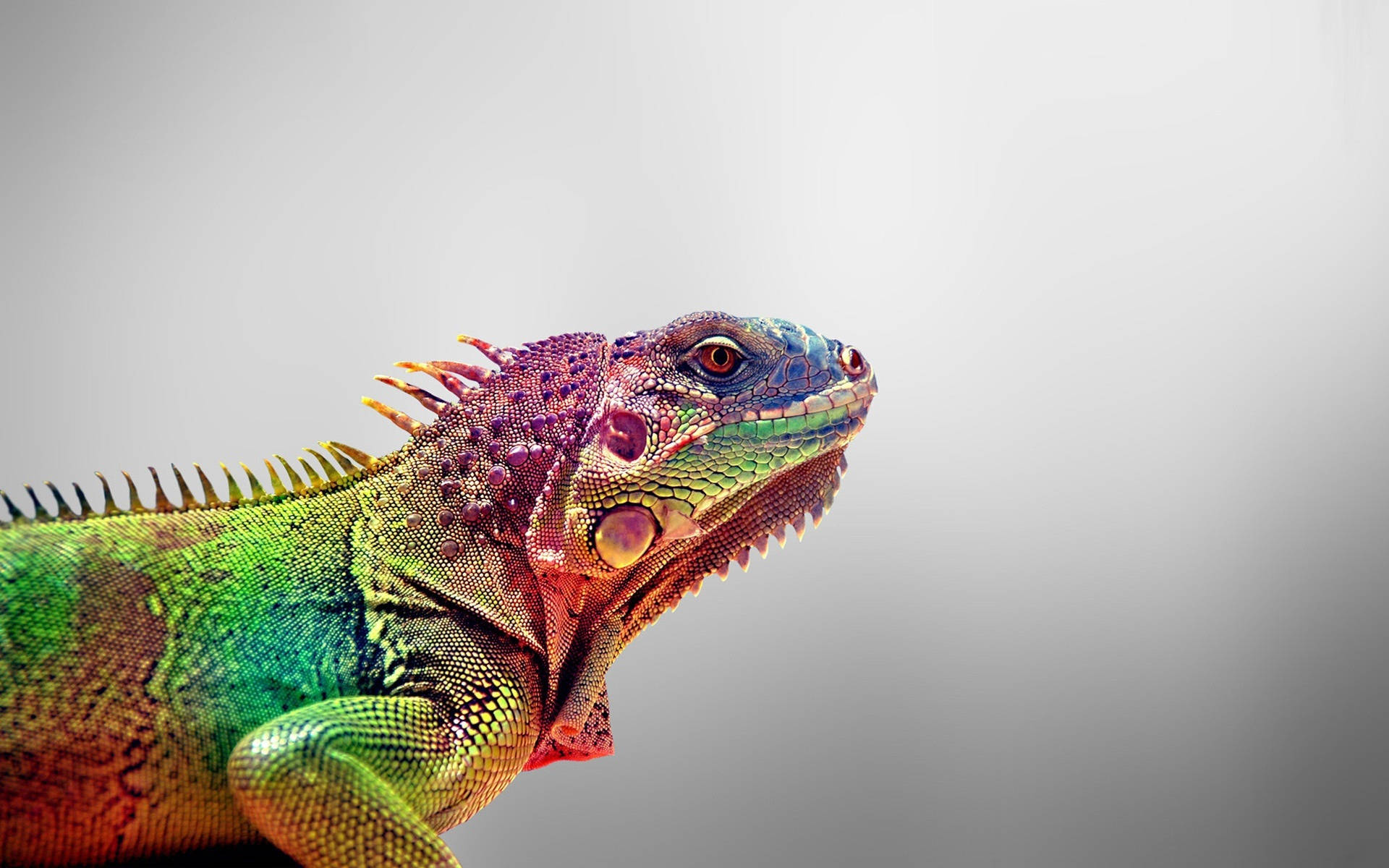 reptile 桌布 壁紙 — 一隻充滿活力的綠色和紫色鬣蜥，帶有詳細的鱗片和刺，在柔和的灰色背景下專注地凝視。