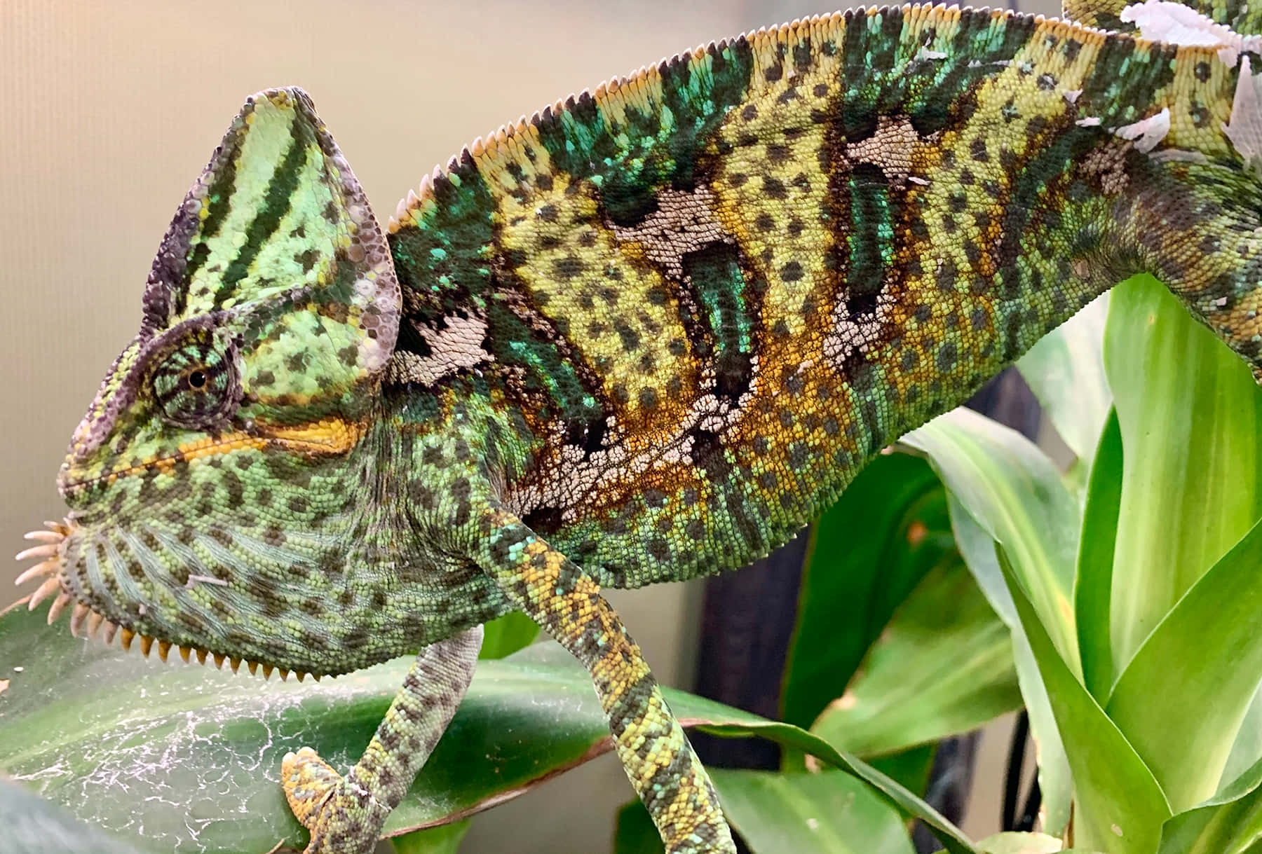 chameleon 桌布 壁紙 — 一隻充滿活力的綠色和黃色變色龍棲息在葉子上，帶有複雜的斑點圖案和突出的冠。
