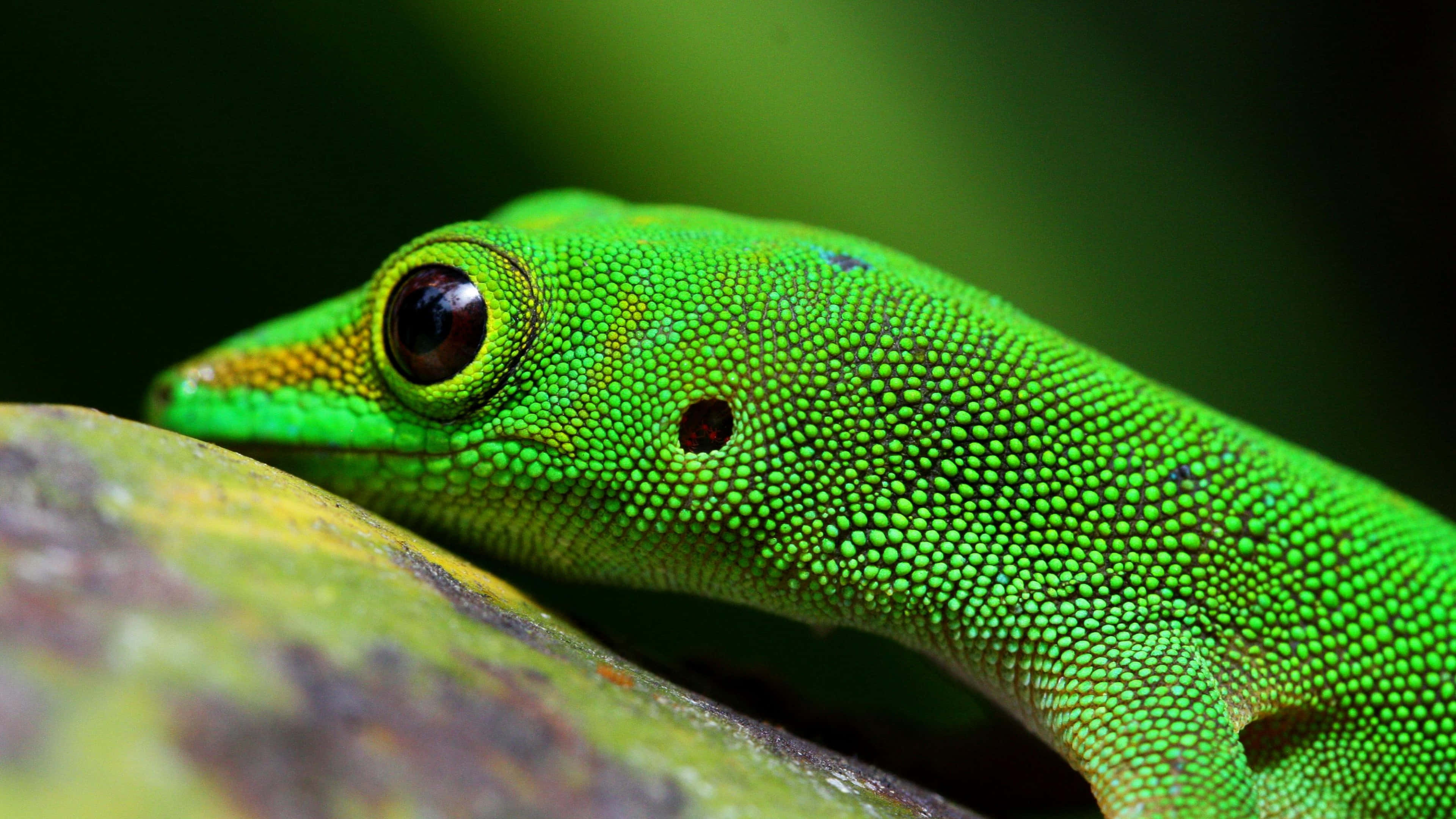 reptile 桌布 壁紙 — 一隻充滿活力的綠色壁虎，帶有細緻的鱗片，在茂密森林環境中棲息在長滿苔蘚的石頭上。