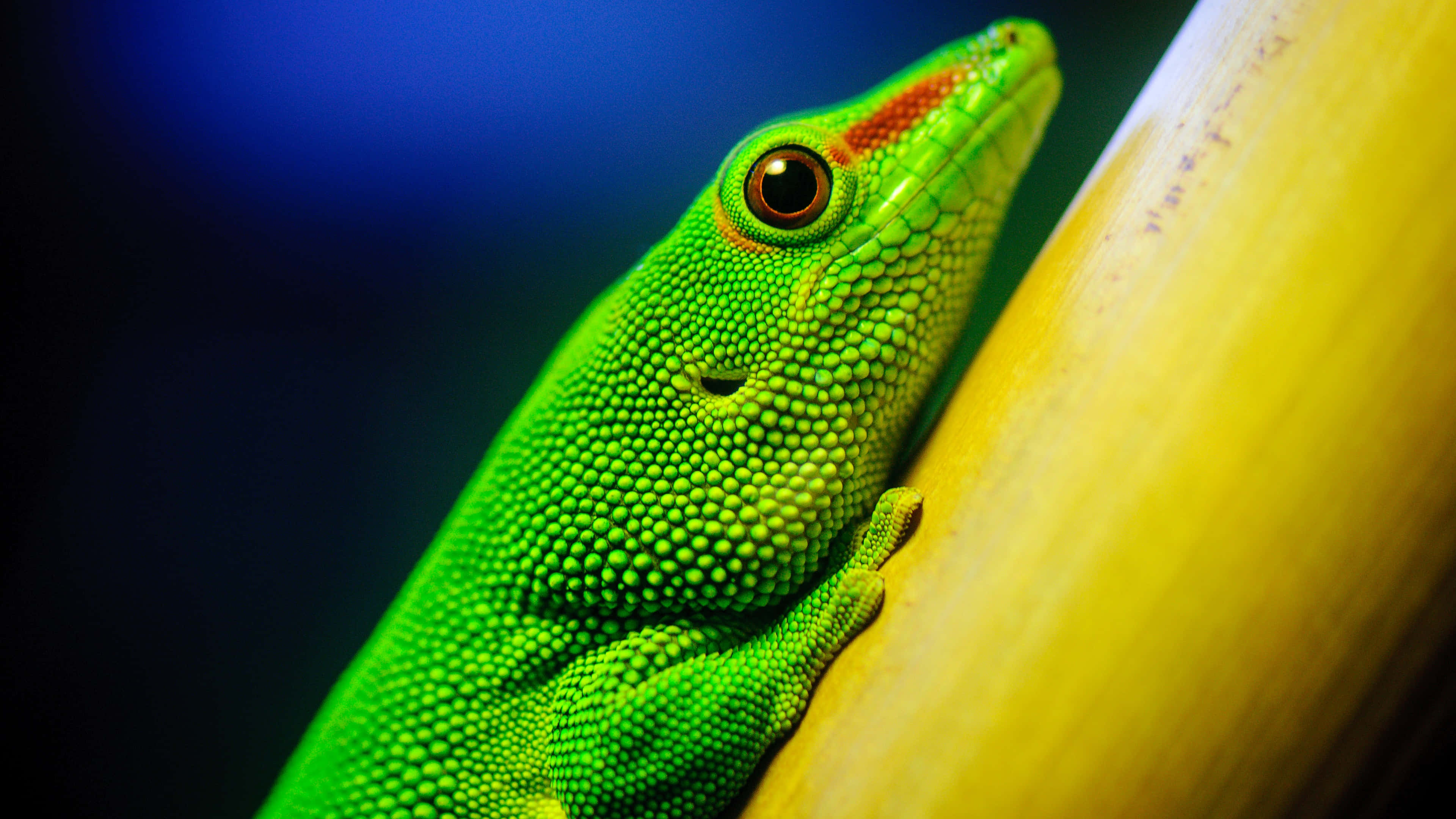 reptile 桌布 壁紙 — 一隻充滿活力的綠色壁虎，皮膚有紋理，緊緊抓住黃色的竹莖，背景是深藍色。