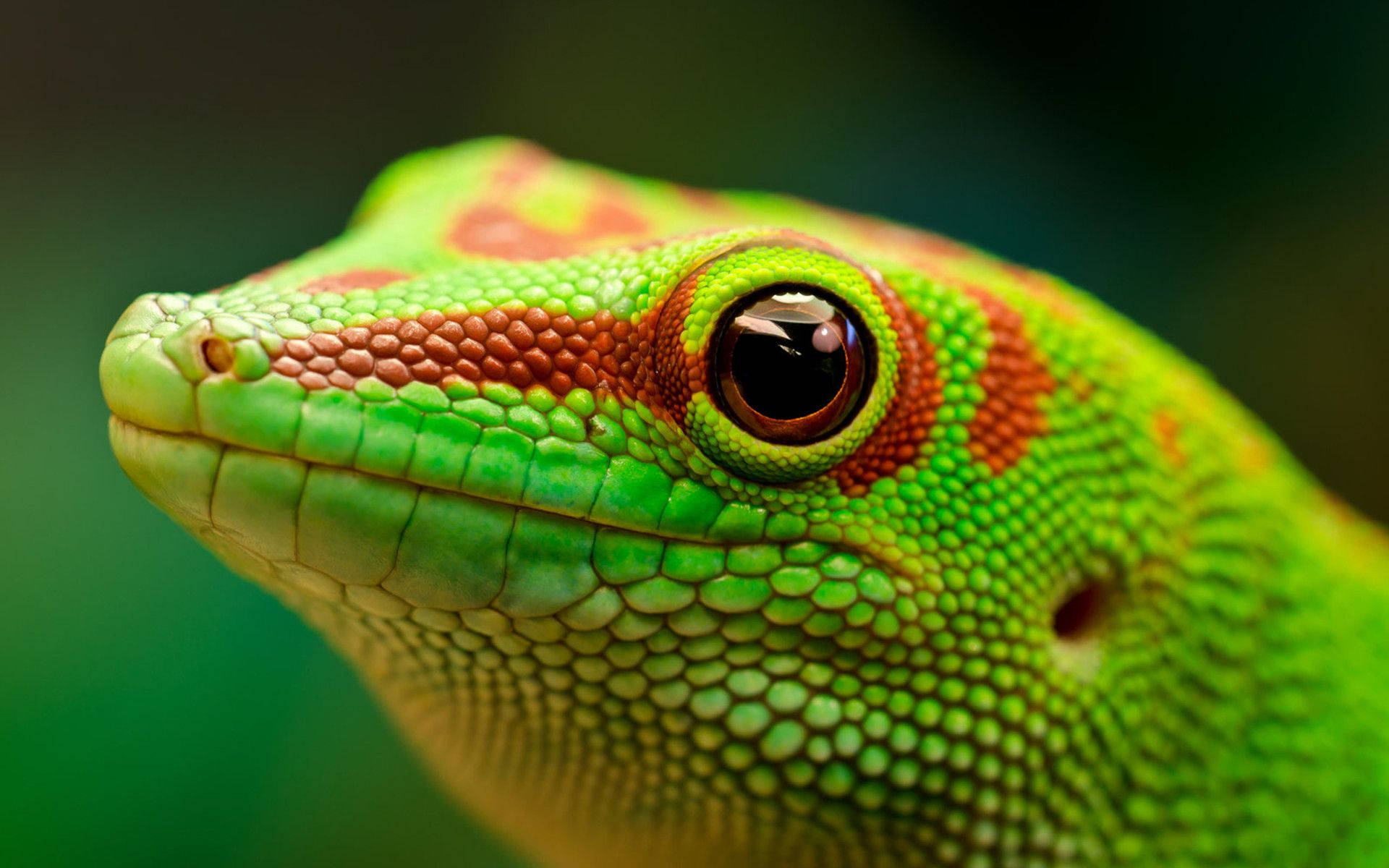 gecko 桌布 壁紙 — 一隻充滿活力的綠色壁虎帶有橙色斑紋，從模糊的綠色背景中專注地凝視。