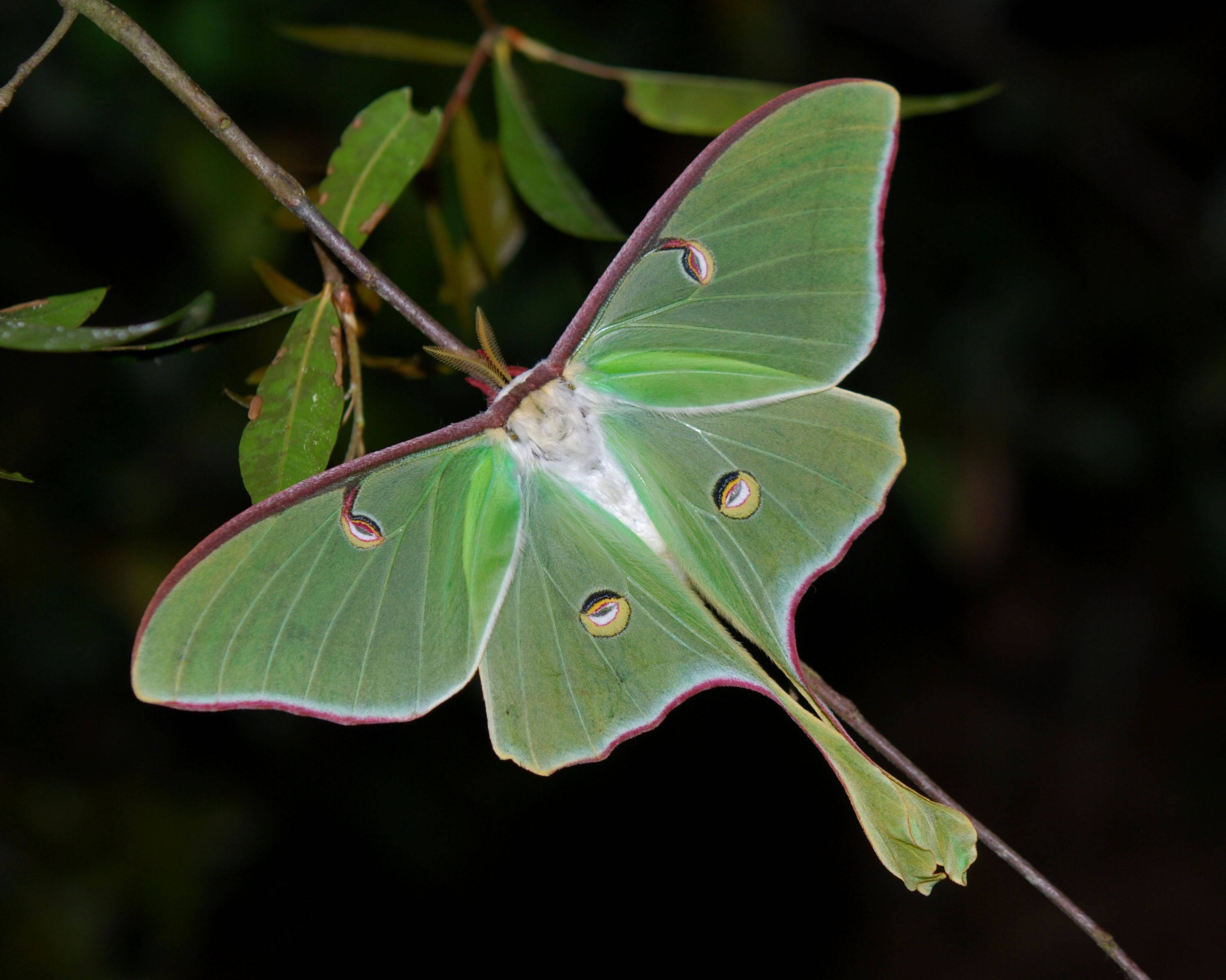 moth 桌布 壁紙 — 一隻充滿活力的綠色月蛾，帶有眼睛狀斑點，輕柔地棲息在樹葉茂密的樹枝上，背景是黑暗模糊的森林。