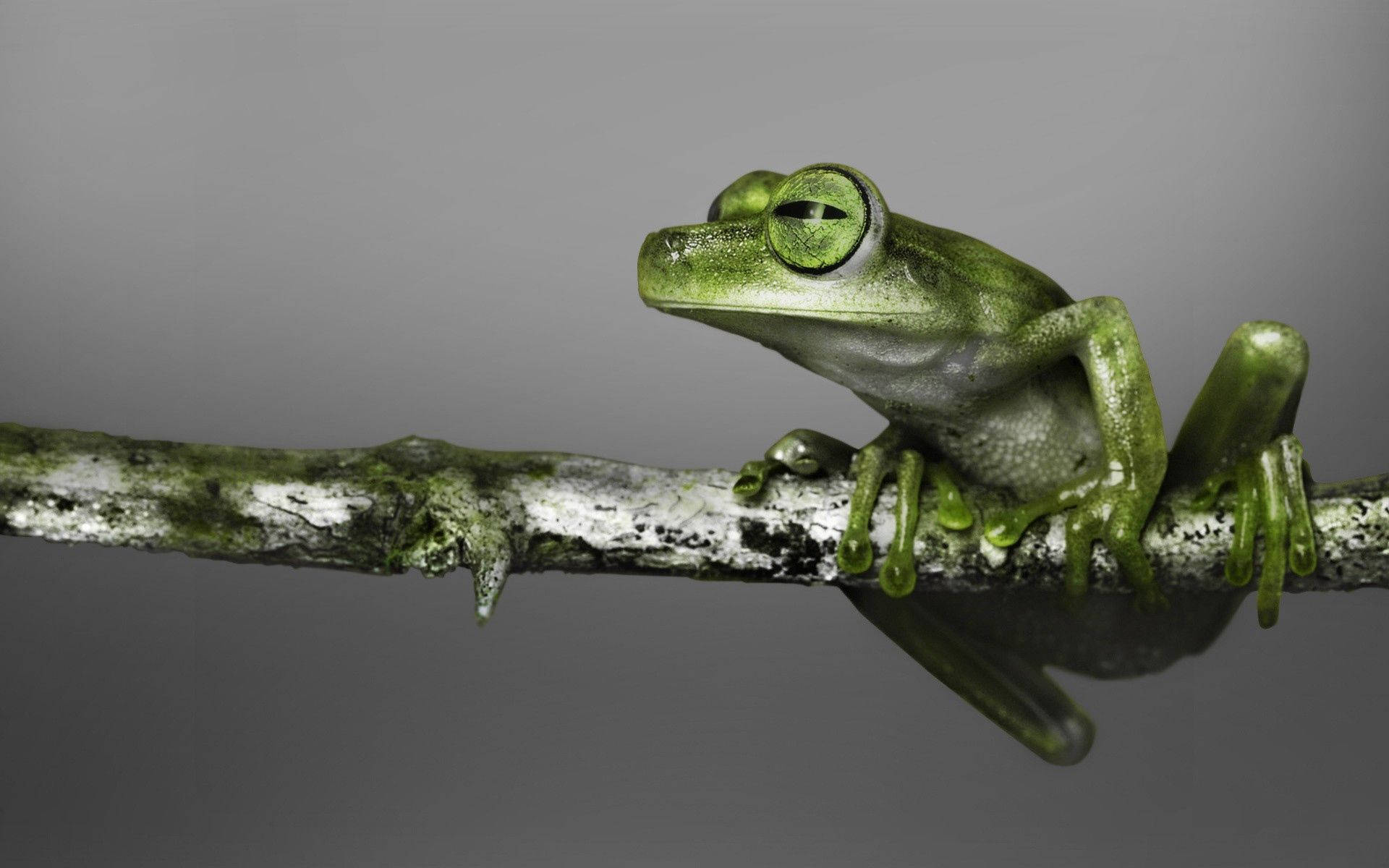 Frog 桌布 壁紙 — 一隻充滿活力的綠色樹蛙，在柔和的灰色背景下，優雅地棲息在長滿苔蘚的樹枝上。