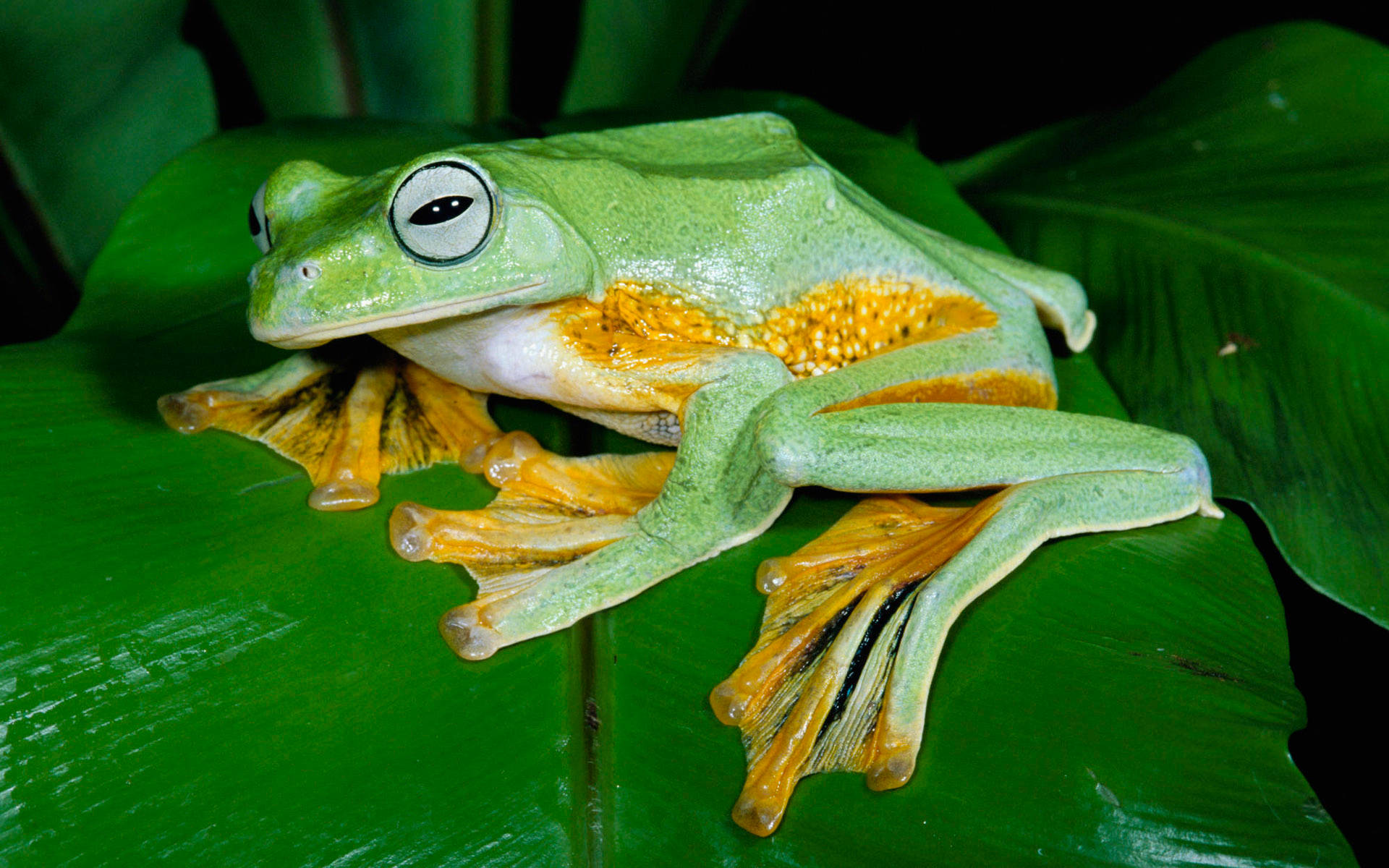 可愛的青蛙 桌布 壁紙 — 一隻充滿活力的綠色樹蛙，帶有橙色的蹼足，棲息在茂密叢林環境中的一片大葉子上。