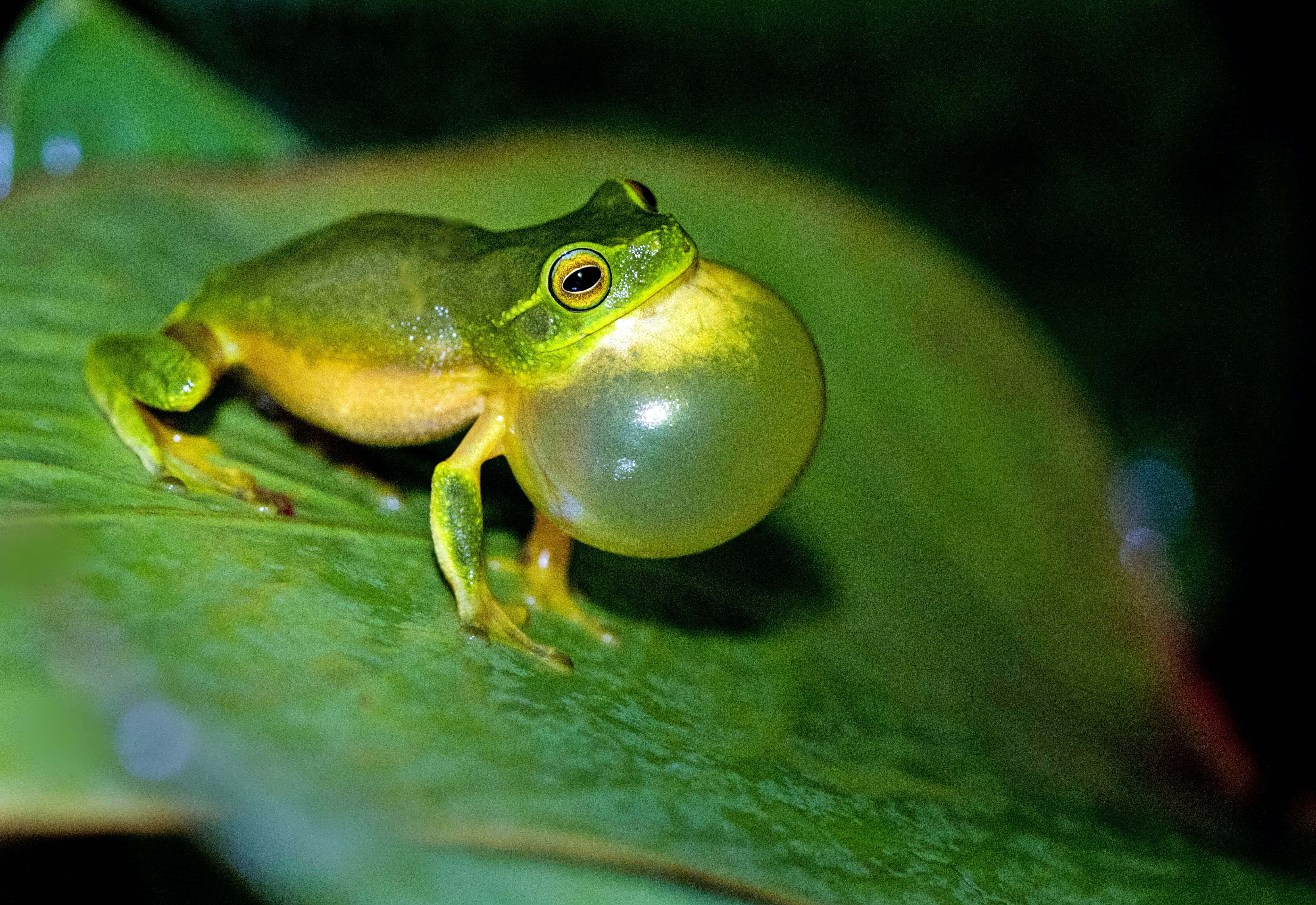 Frog 桌布 壁紙 — 一隻充滿活力的綠色樹蛙，帶有腫脹的聲囊，棲息在黑暗潮濕叢林環境中的一片光澤葉子上。