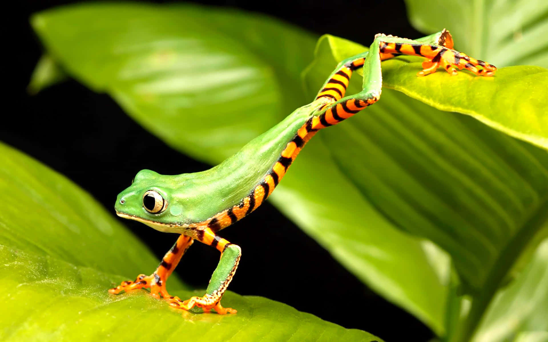 Frog 桌布 壁紙 — 一隻充滿活力的綠色樹蛙，帶有鮮明的橙色和黑色條紋腿，優雅地棲息在光滑的葉子上，背景為深色。