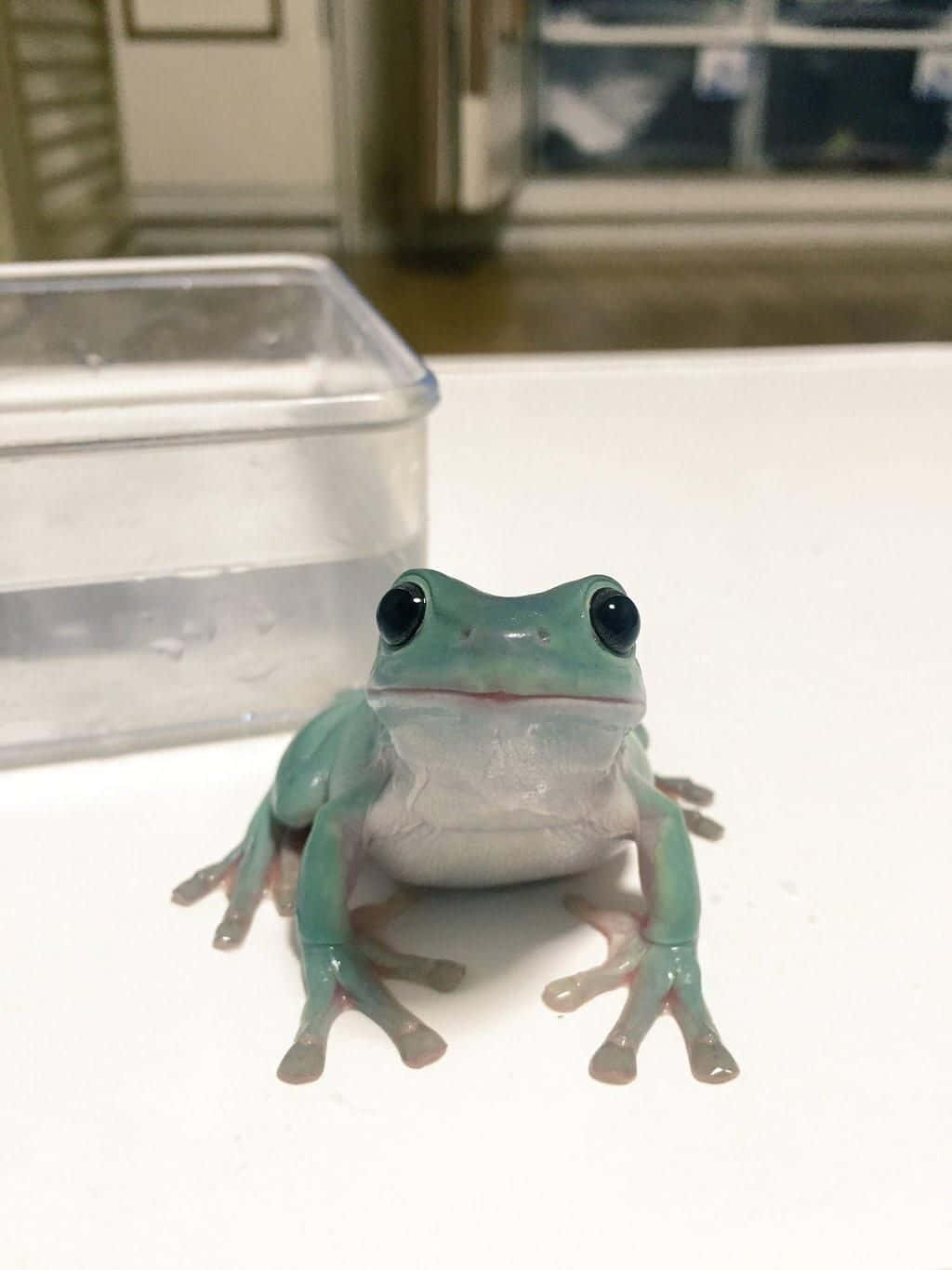 toad 桌布 壁紙 — 一隻充滿活力的綠色樹蛙，有著大大的黑色眼睛，警覺地坐在白色檯面上，旁邊有一個透明塑膠容器。