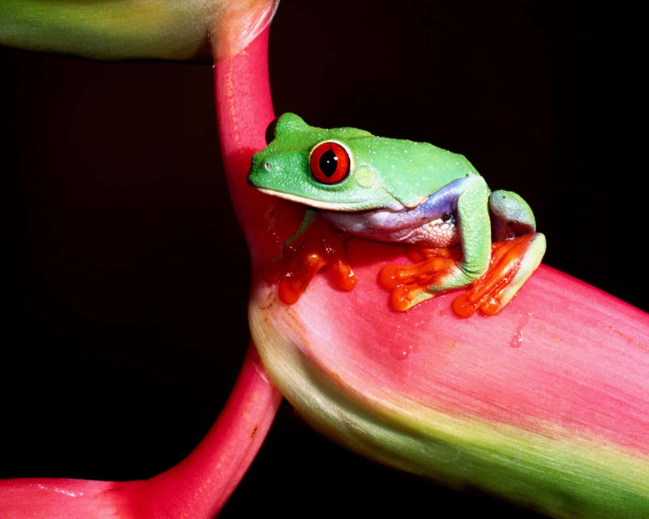 Frog 桌布 壁紙 — 一隻充滿活力的綠色樹蛙，有著引人注目的紅色眼睛，緊貼在鮮豔的粉紅色和綠色熱帶花瓣上，背景為黑色。