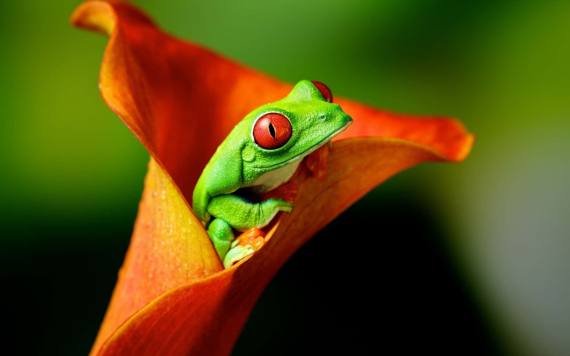 Frog 桌布 壁紙 — 一隻充滿活力的綠色樹蛙，有著引人注目的紅色眼睛，棲息在明亮的橙色馬蹄蓮內，背景是柔和的綠色。