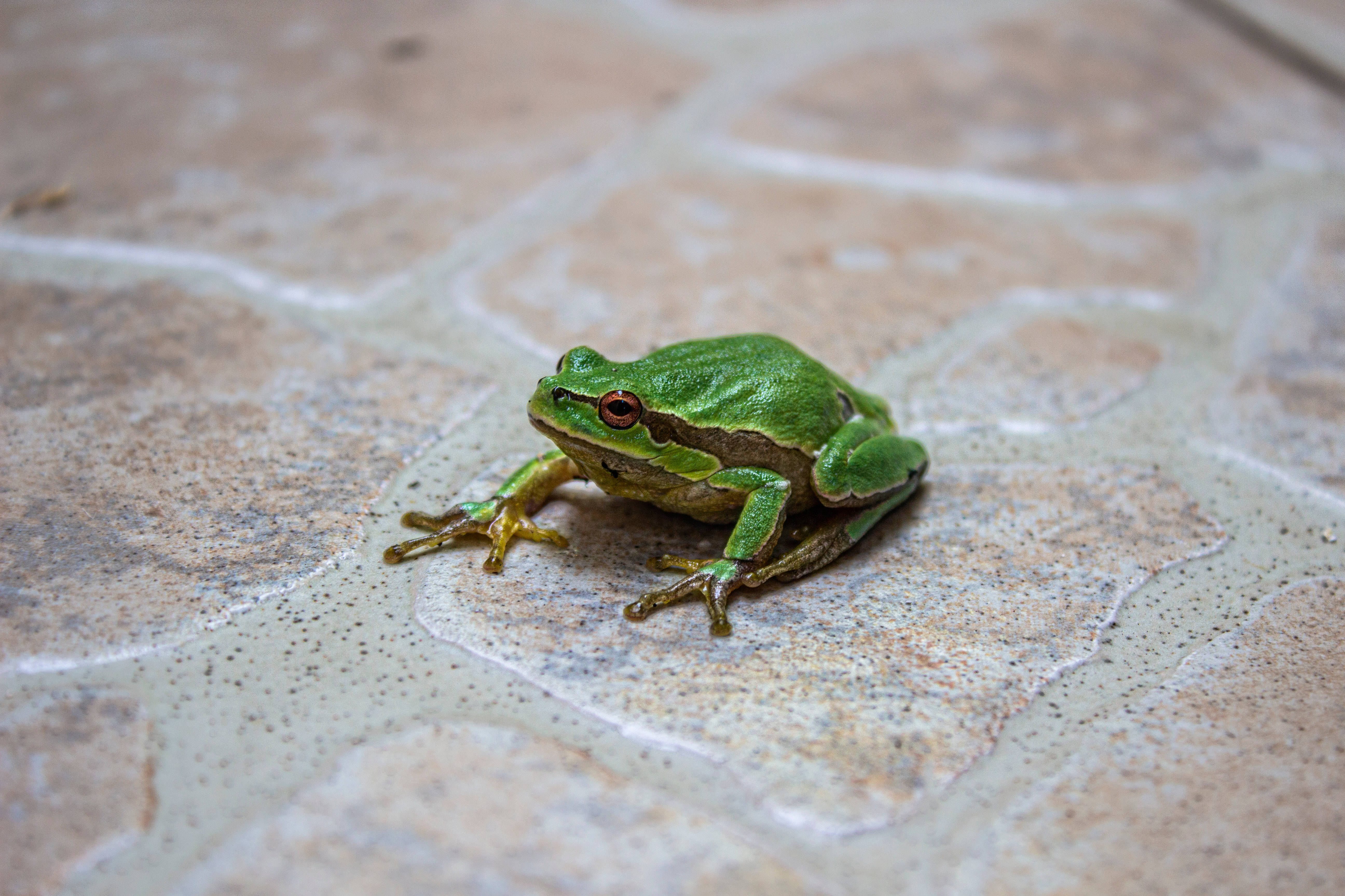 Frog 桌布 壁紙 — 一隻充滿活力的綠色樹蛙，有著引人注目的紅色眼睛，棲息在有紋理的石磚表面上。