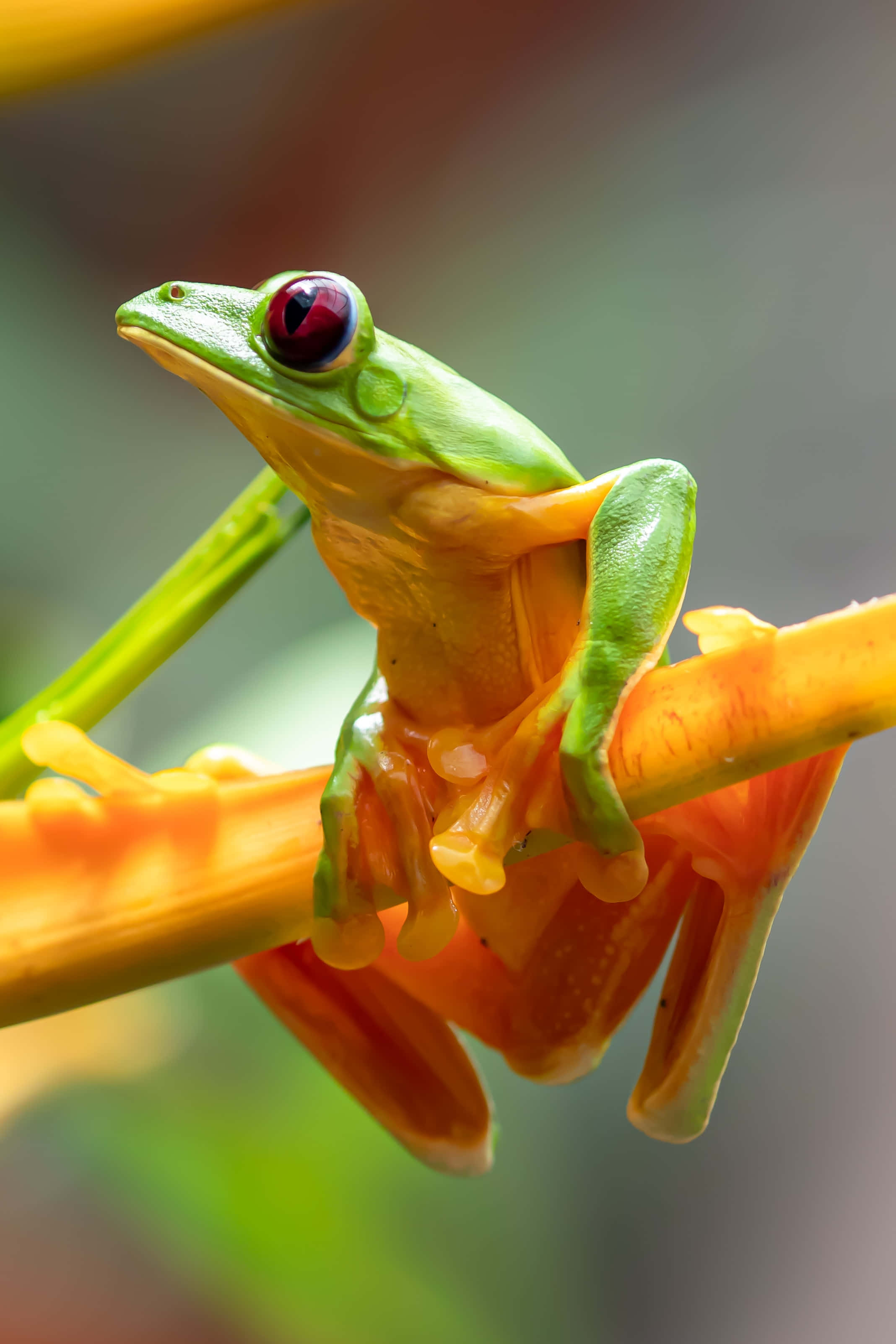 Frog 桌布 壁紙 — 一隻充滿活力的綠色樹蛙，有著引人注目的紅色眼睛，緊抓著鮮橙色花莖，置身於茂密的熱帶環境中。