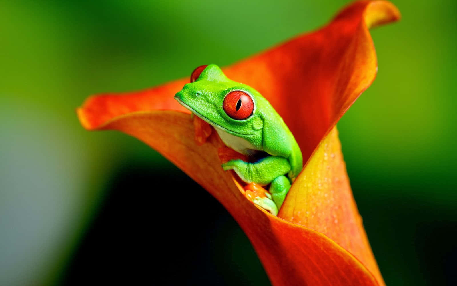 Frog 桌布 壁紙 — 一隻充滿活力的綠色樹蛙，有著引人注目的紅色眼睛，棲息在鮮橙色馬蹄蓮內，背景是柔和的綠色。