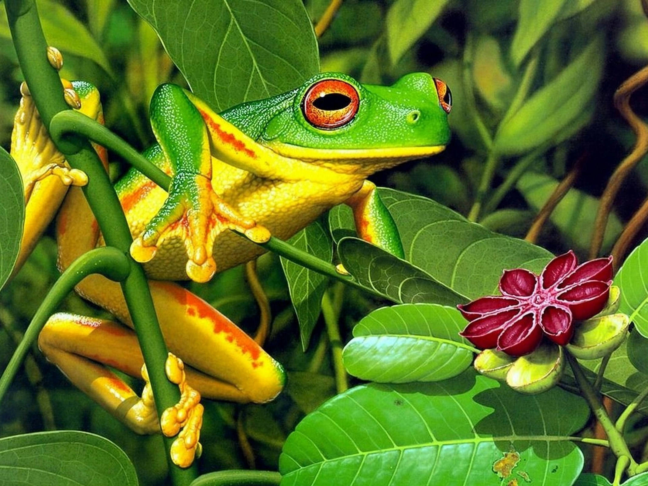 Frog 桌布 壁紙 — 一隻充滿活力的綠色樹蛙，橙色眼睛，緊抓著藤蔓，旁邊是深紅色的花朵，在茂密的樹葉中。