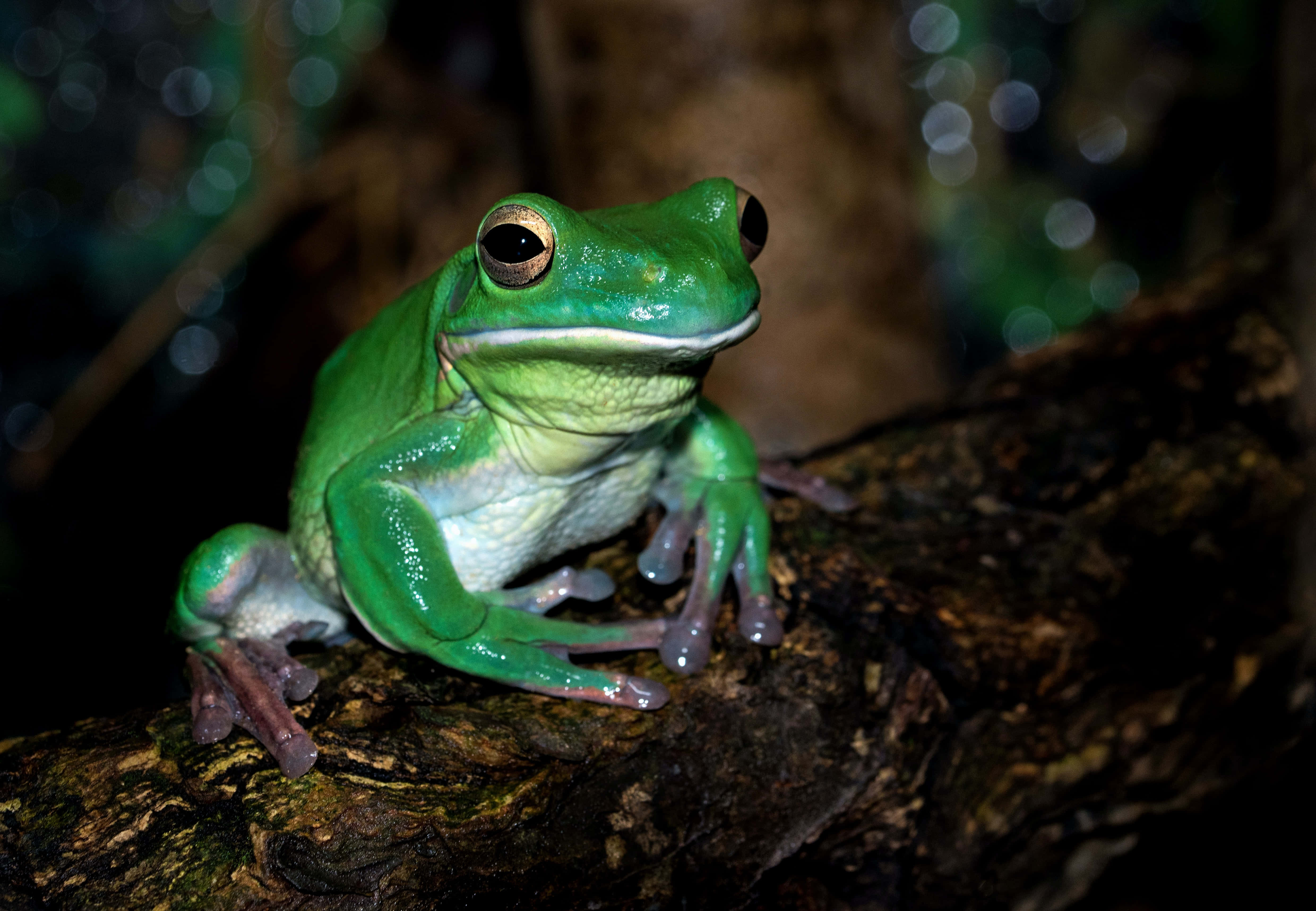 Frog 桌布 壁紙 — 一隻充滿活力的綠色樹蛙，眼睛很大，警覺地棲息在黑暗森林中長滿苔蘚的木頭上。