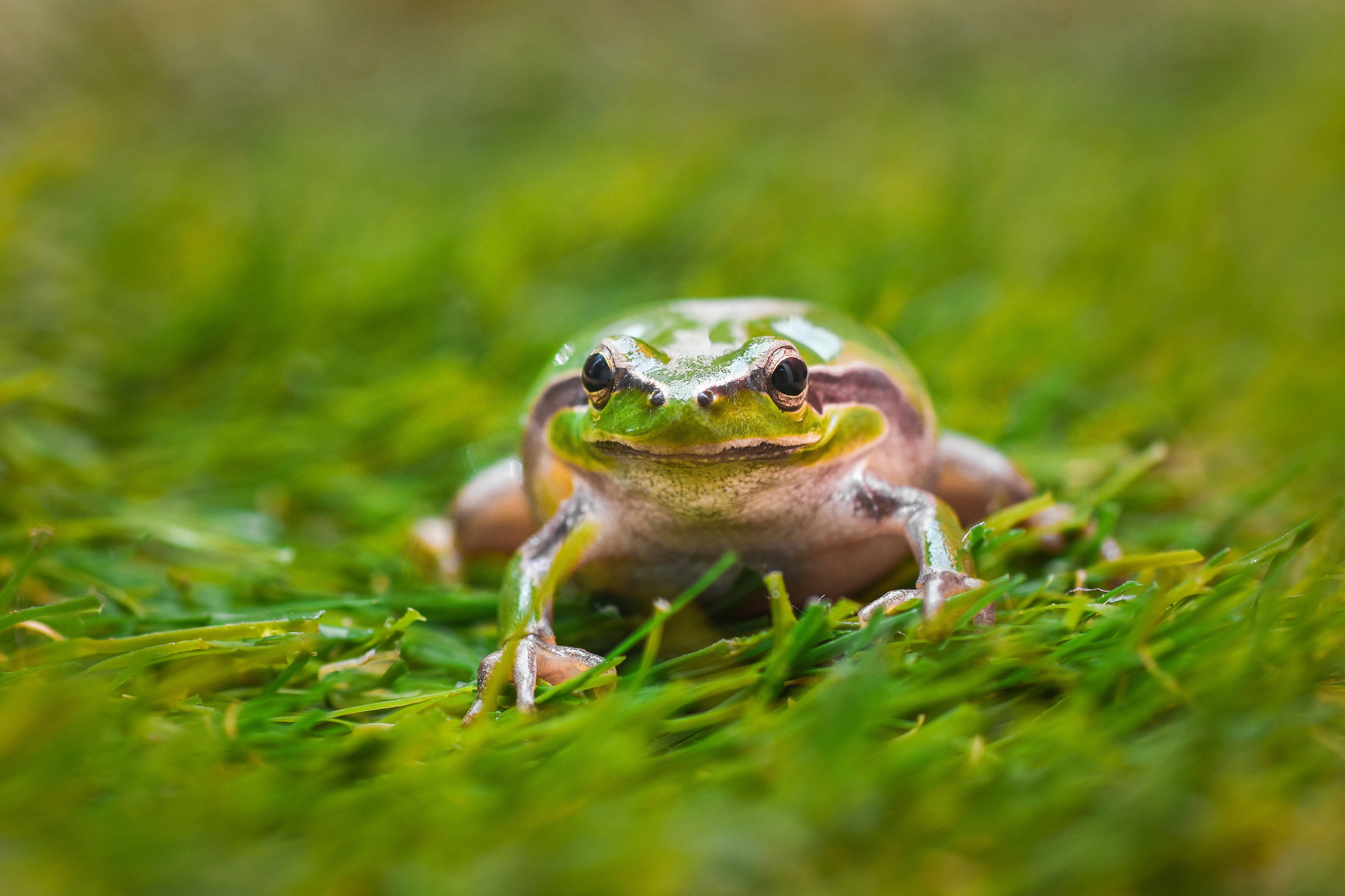 Frog 桌布 壁紙 — 一隻充滿活力的綠色樹蛙，眼睛深色，警覺地坐在茂密的草地上，景深較淺。