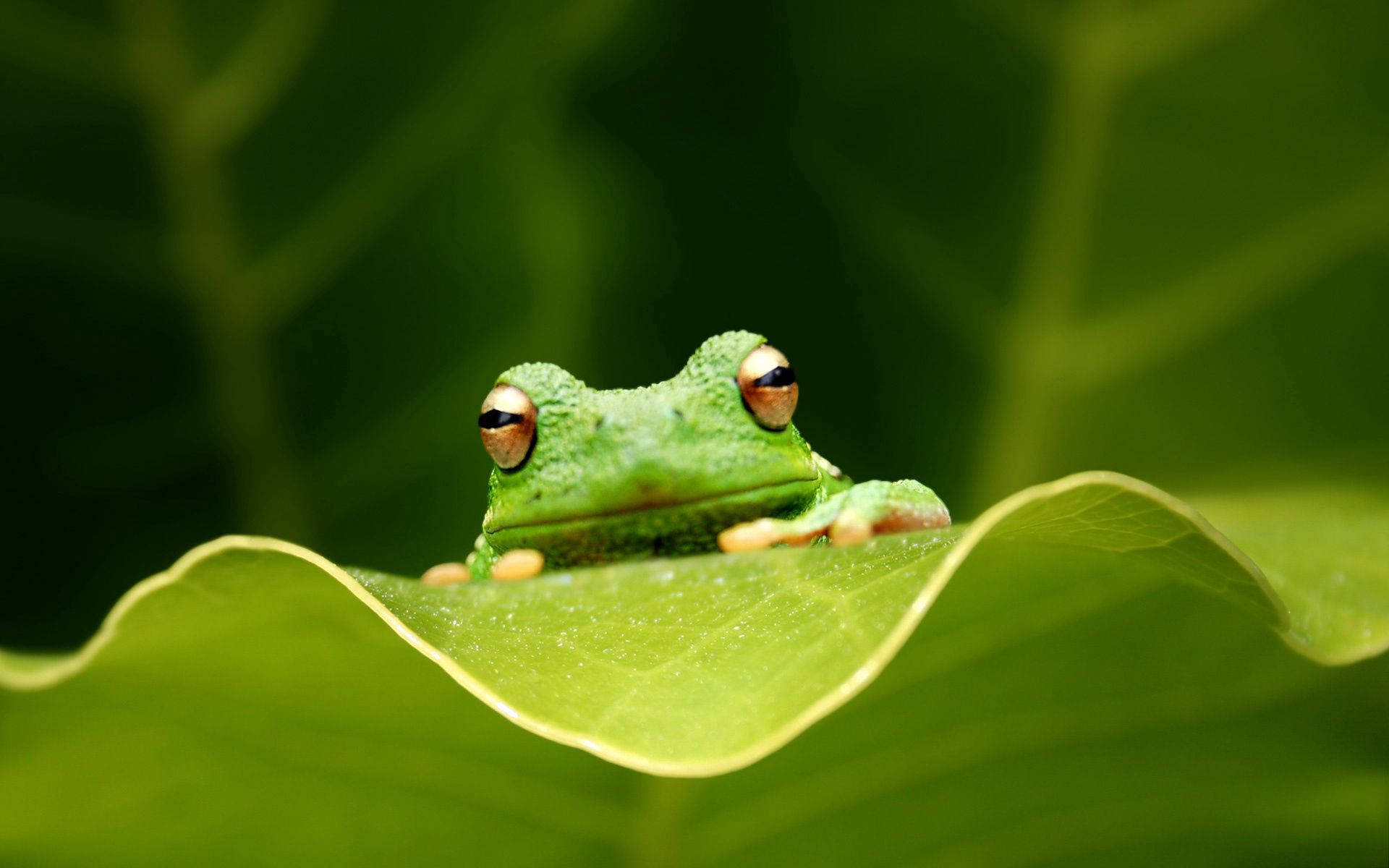 Frog 桌布 壁紙 — 一隻充滿活力的綠色樹蛙，金色眼睛，警覺地棲息在沾滿露水的葉子上，背景是柔和模糊的森林。