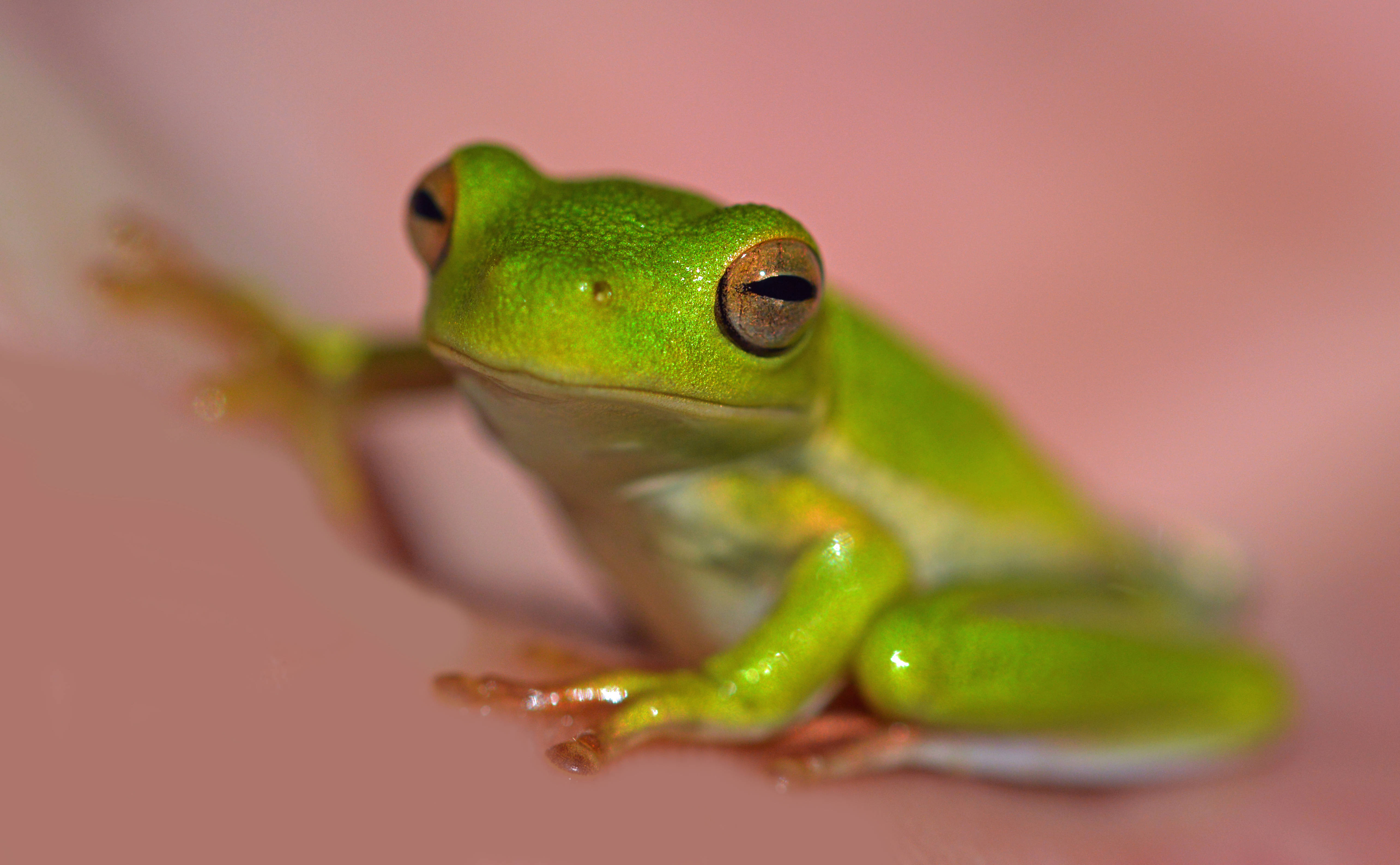 kermit 桌布 壁紙 — 一隻充滿活力的綠色樹蛙，金色眼睛，輕輕棲息在柔軟的粉紅色表面上，皮膚在柔和光線下閃閃發光。