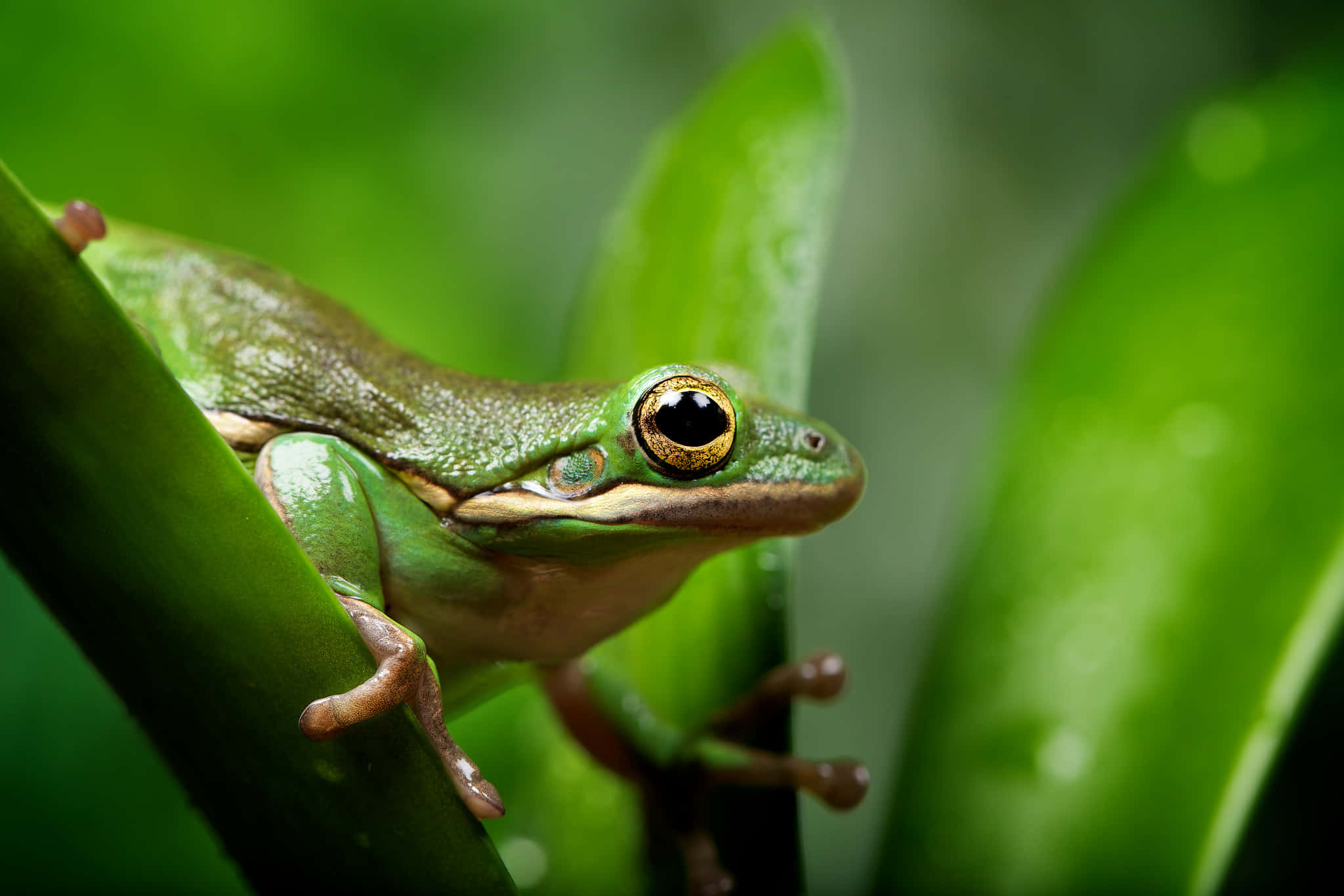 Frog 桌布 壁紙 — 一隻充滿活力的綠色樹蛙，金色眼睛，警覺地棲息在茂密叢林環境中一片光亮的葉子上。