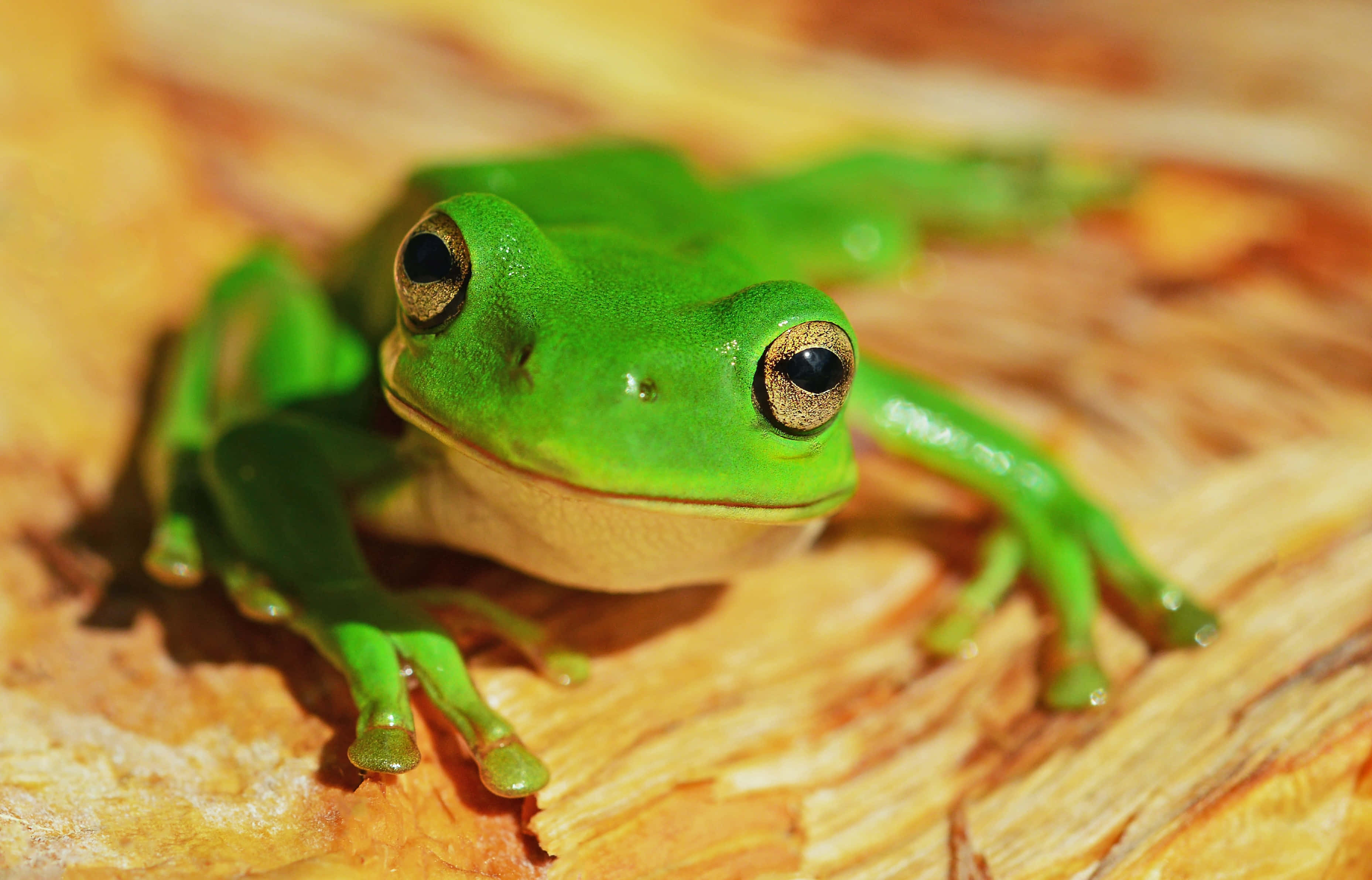 Frog 桌布 壁紙 — 一隻充滿活力的綠色樹蛙，金色眼睛，棲息在溫暖陽光下紋理分明的樹皮上。